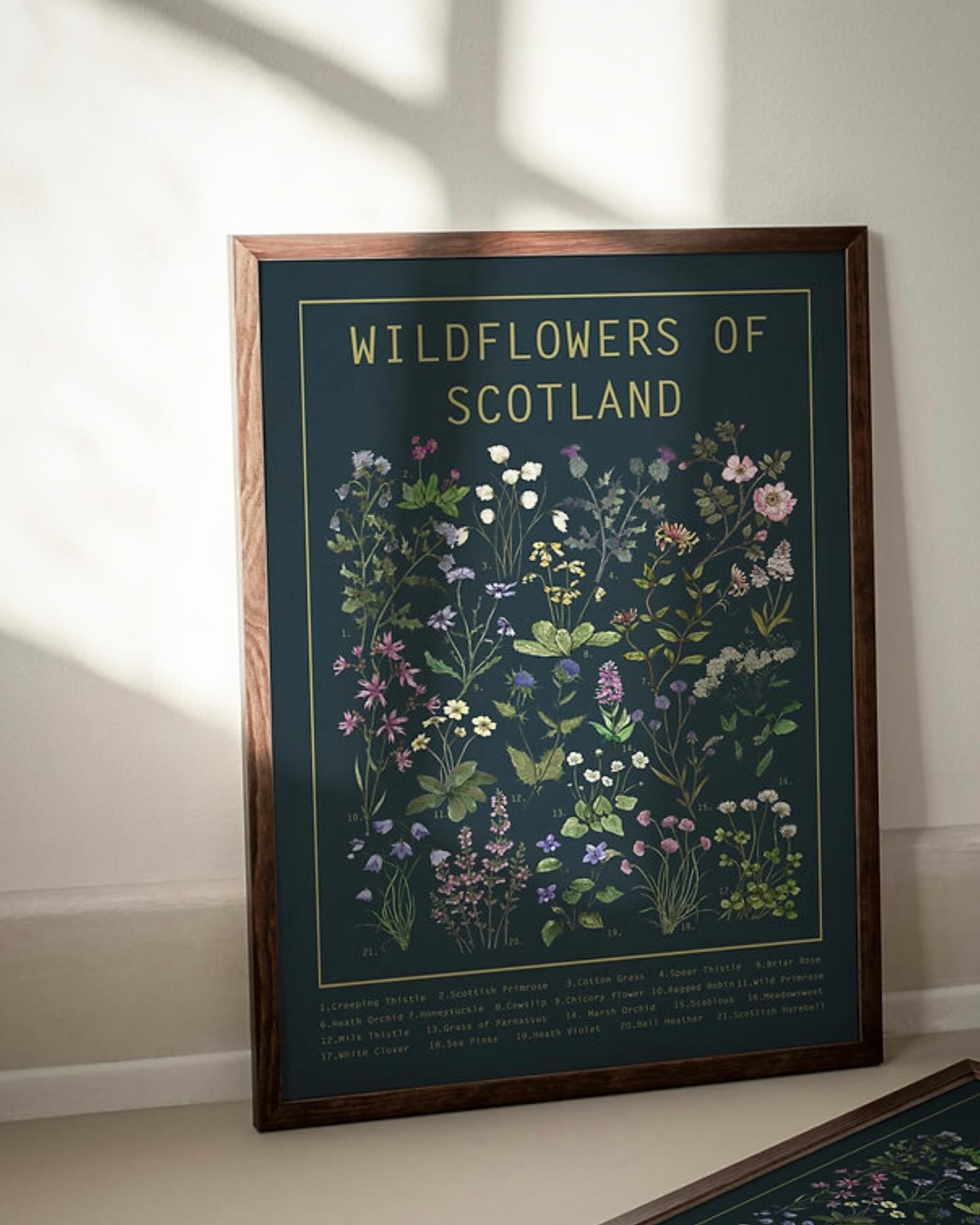 Lots of my Wildflowers of Scotland on dark background posters are going out to new customers this week. Thank you for all your support. These posters are available to purchase directly from my website or Etsy shop, you can find the link in my profile. Available in print size A2, A3 and A4, with free postage within the UK. #wildflowersofscotland #wildflowerposter #hackneyandcodesign #kitchenposter #springgift #flowerlovers #educationalposter #wildflorals