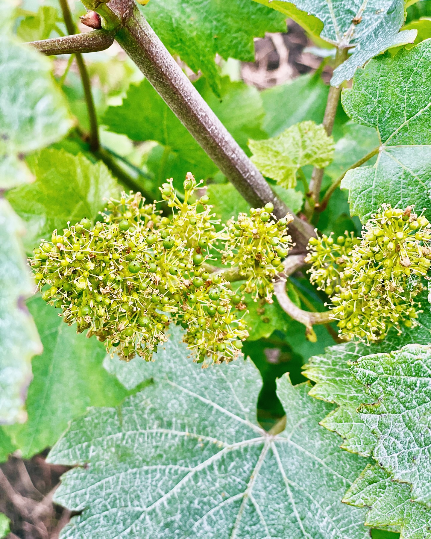 🥂🍇 La nature suit son cours à la Maison de Champagne Lucien Roguet à Mailly Champagne ! 🌸 La floraison s’achève doucement sur nos vignes, laissant place à la promesse des futurs grands crus. 🌱 Bientôt, les grappes de raisin commenceront leur formation, symbole de la qualité et de l’excellence qui caractérisent notre champagne. Restez connectés pour suivre cette magnifique évolution au cœur de notre terroir d’exception ! 🍾✨
🍇✨ The flowering season is coming to an end at Mailly Champagne, making way for the promise of the upcoming harvest. 🥂✨
#champagneLucienRoguet #Champagne #GrandCru #MaillyChampagne #Vigneron #Terroir #champagnedevignerons #vigneronindependant