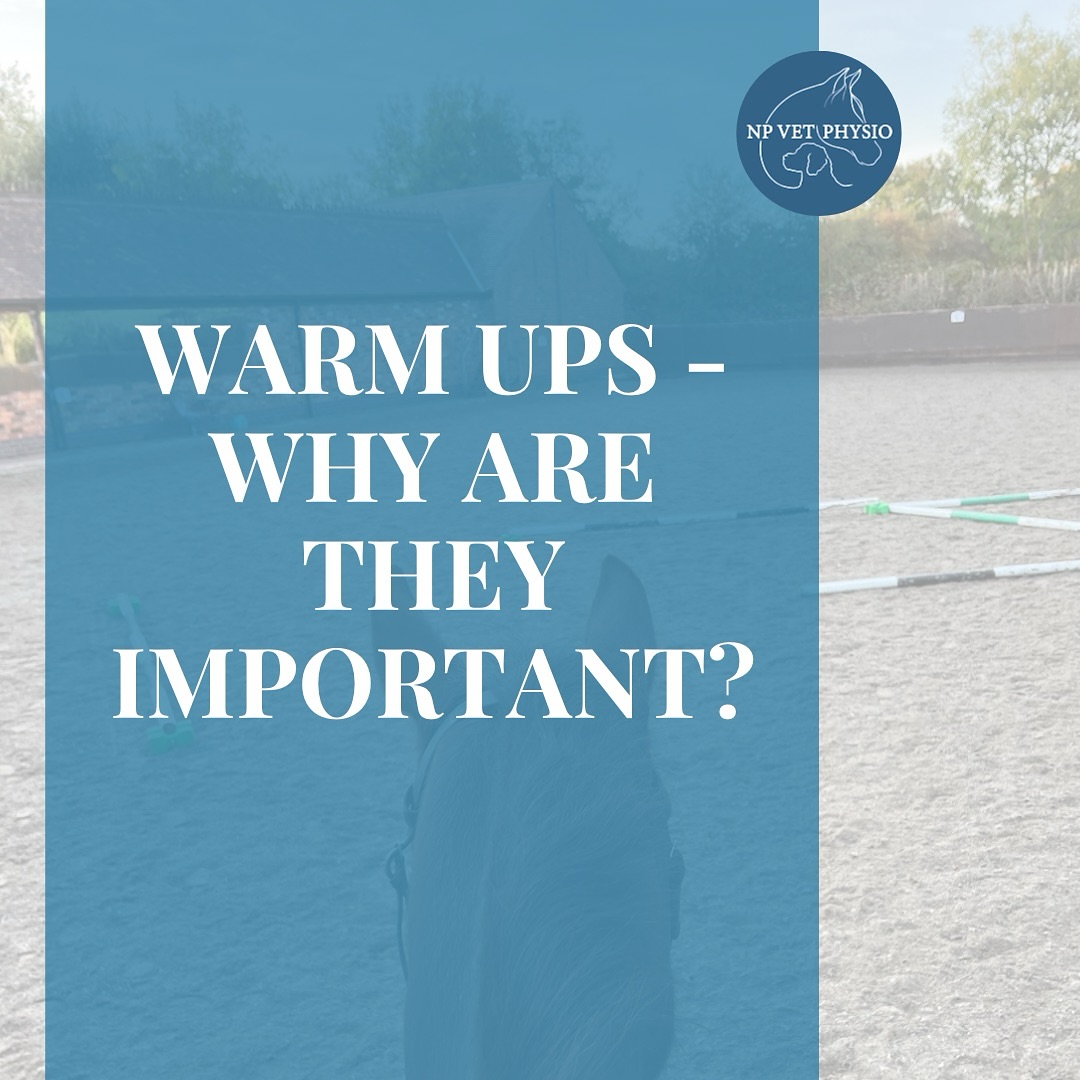 🫀🫁 Warm ups gradually increase heart rate (from resting to active), increasing blood flow around the body and allowing the respiratory system to respond to increased demands.
🩸🌡️ Increased blood flow around the body means more oxygen is supplied to the soft tissues and their temperature is increased (hence *warm* up 💡, particularly important at this time of year!). This prepares muscles / tendons / ligaments for work and reduces the risk of injury (e.g strains or sprains) 🤕.
🦴 During warm ups joints are lubricated via their own joint fluid (synovial fluid), reducing friction and stiffness, and promoting joint health.
🧠 Warm ups are also a good way to engage your animal’s brain when they are performed actively with a directed focus.
******************************************
❓ What do your warm ups look like ❓
⚠️ Note: Cool downs are just as important! 🧊 Cool downs keep blood flowing throughout the body as the cardiovascular and respiratory systems adapt to reduced demands, giving the body the proper tools for clearing ‘metabolic waste’ resulting from exercise.
#vetphysio #npvetphysip #caninephysio #equinephysio #caninefitness #sportshorse #caninearthritis