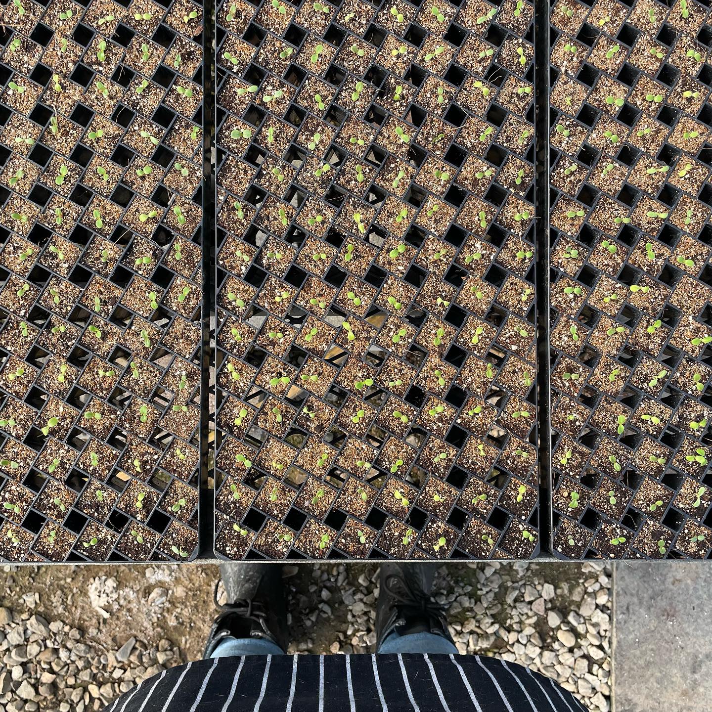 Our first seeds of the season have germinated! These little sprouts will grow up to be salad mix, ready to grace your table mid-May.
#eatlocal #microfarm #eatreal #eloraontario
Have you tried our salad mix?