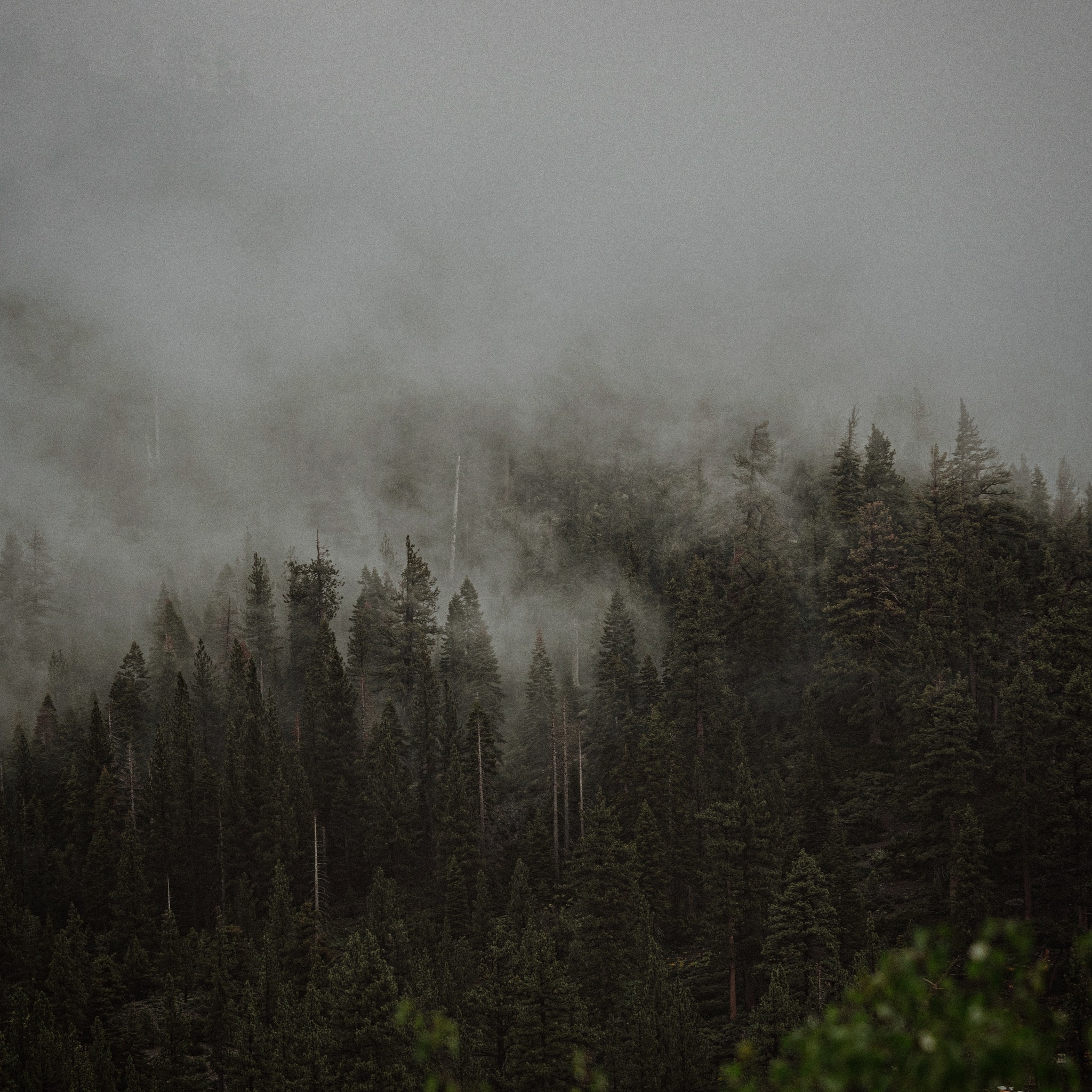 first soft breath of spring filling the pines