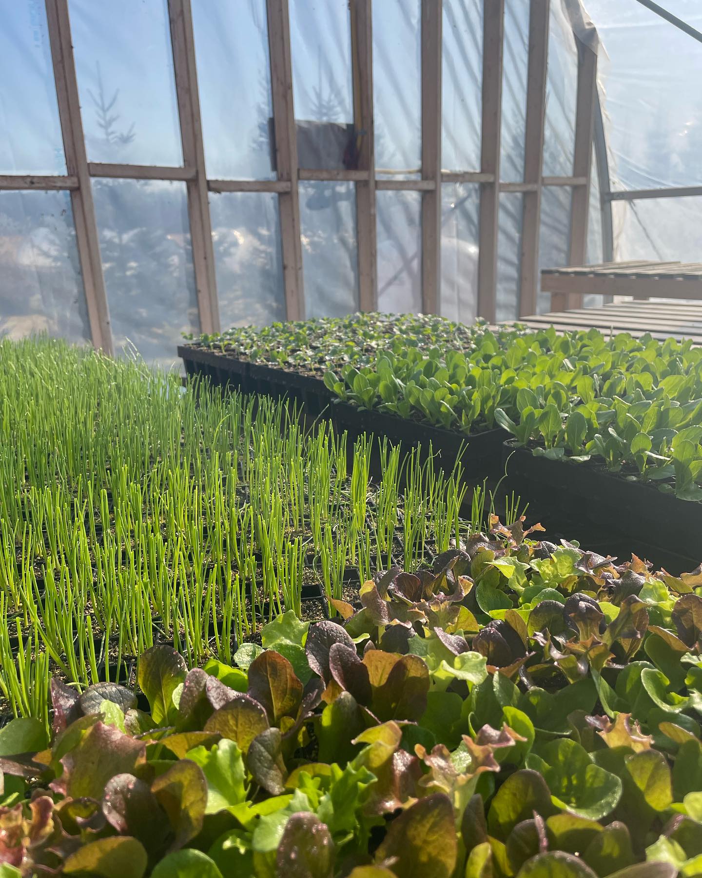 We moved our seedlings to the main prop house yesterday and they are loving this heat! Can’t wait to get some of these in the ground next week.
A reminder: early bird CSA registration ends on Friday, March 15th, so if you’re hoping to save 5% off of your share make sure to fill out the registration form linked in our bio!
#communitysupportedagriculture #tastereal #wellingtoncounty #elorafarmersmarket #knowyourfarmer #organicfarming #goodthingsgrowinontario