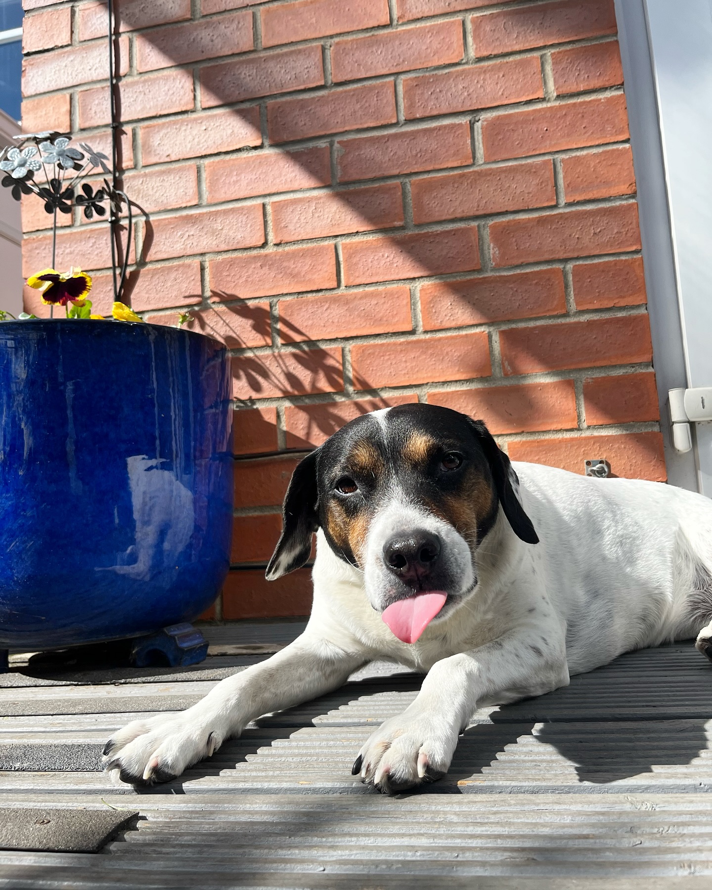 The face you make at your back problems when you get told you are doing so well that you can move on from rehab to maintenance sessions 💪🏼😝
#vetphysio #npvetphysio #caninephysio #caninerehab #dogsofinstagram #smallbusiness #caninefitness #caninelasertherapy #dog #staffygram #beaglelove #beagle #staffy #veterinaryphysiotherapy #caninerehabilitation #ivdd