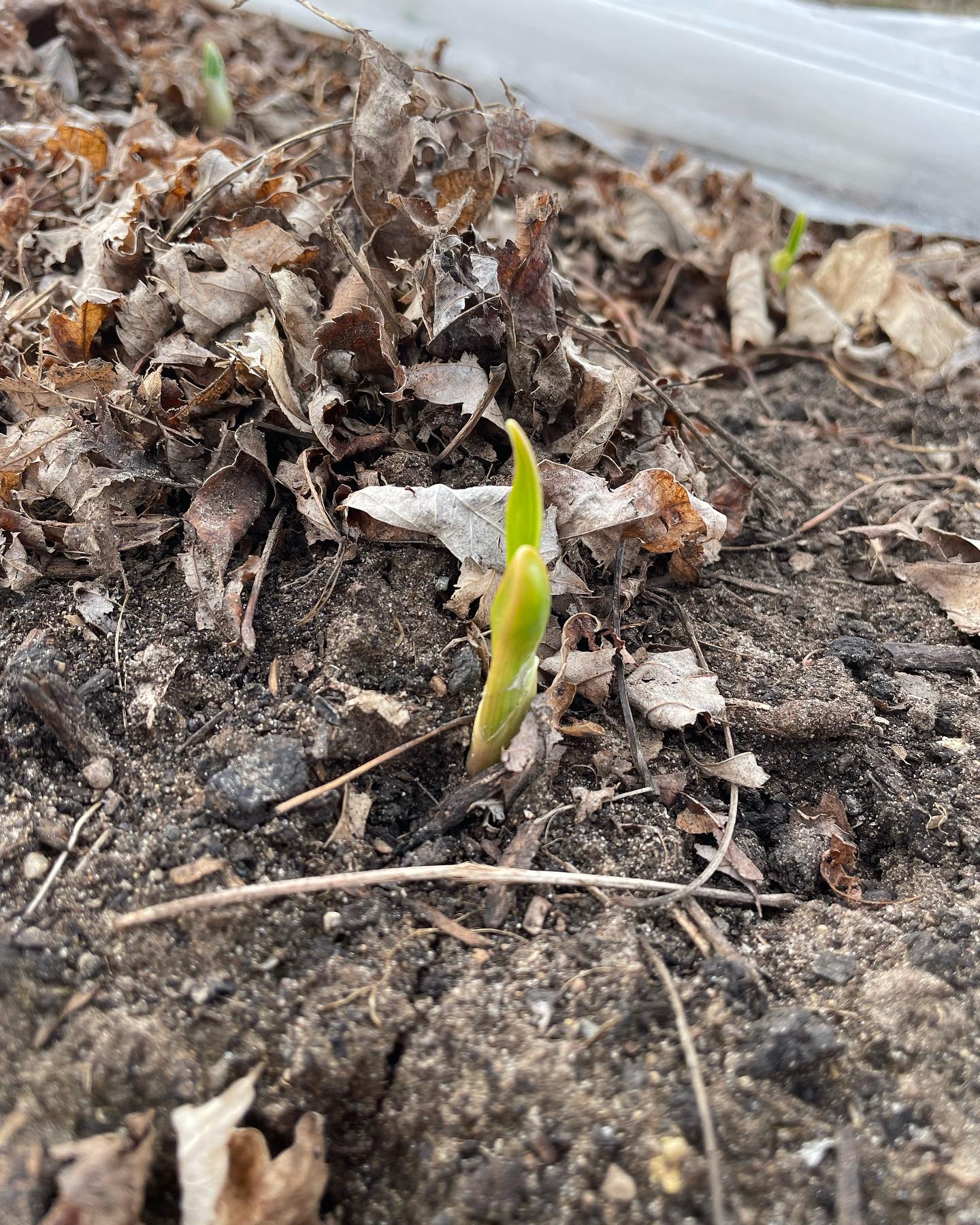Our garlic is sprouting! It is comforting to see the neat little rows of sprouts, to know that we will have garlic again in four short months.
Just a reminder that if you register as a CSA member and pay in full by March 15th you will receive 5% off of your membership fee.
If you’re interested in becoming a CSA member visit the link in our bio to register and secure your spot!
#localfood #localgarlic #knowyourfarmer #elorafarmersmarket #tastereal #wellingtoncounty #marketgardener #goodthingsgrowinontario
