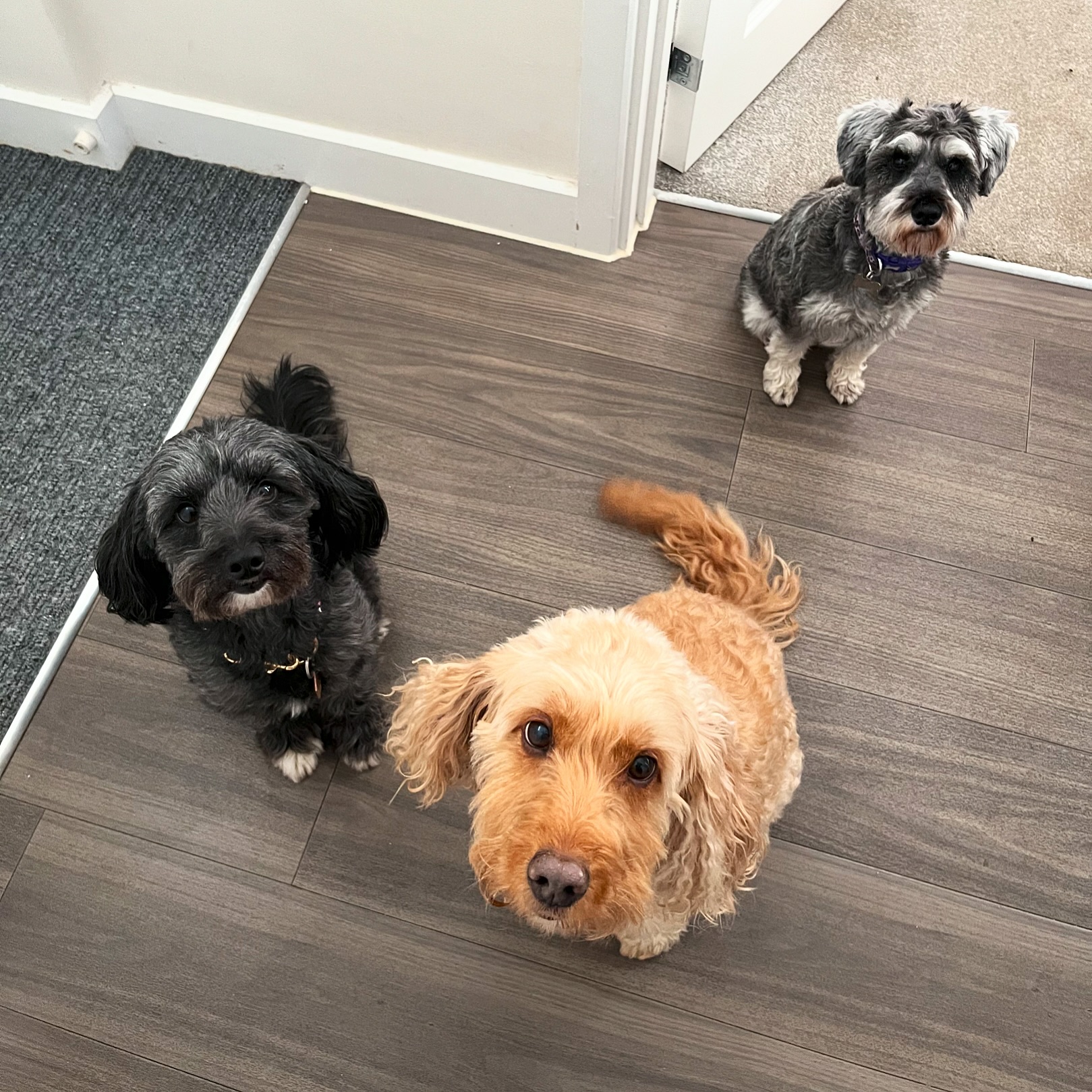 Did you know I offer a multiple animal discount? For groups of 3 or more animals there is a ยฃ5 discount per animal ๐๐๐.
This can be for dogs and/or horses and it doesnโt matter if it is the same or different owners. The only stipulation is that the animals must be booked for the same visit, so why not coordinate with friends to save a little bit ๐ค.
#npvetphysio #vetphysio #caninephysio #equinephysio #groupdiscount