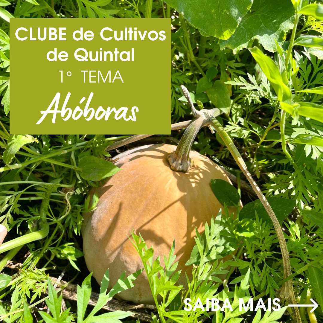 Vamos partilhar nossas práticas de cultivo de quintal começando pela Abóbora que nasce de forma expontânea por aqui.
Queremos motivar e dizer que é possível criar um novo convívio com a natureza em seu quintal. Vibramos todos os dias por um mundo de mais cultivos e mais natureza em nossas vidas