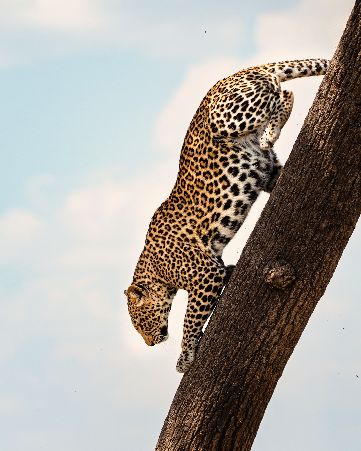 Always amazing to watch the agility of Leopard’s manoeuvre their way down off seemingly impossible climbing trees
Get in touch @info@untouched-africa.com
@mattsethsmith @jackbonham
#untouchedafrica #privateguide #luxurysafaricompany #luxurysafari #africanadventure #bucketlist