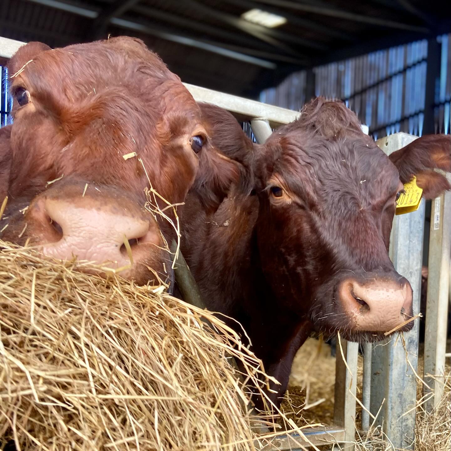 Exploring Norfolk’s hidden gems continues!
Today’s top recommendation is @hirstsfarmshopandcafe, where you can enjoy delicious food, shop for local produce and see the farm animals.
But, wait, there is more🤩! Just around the corner, you can explore @hirstysfamilyfunpark, perfect for enjoying endless summer adventures with your loved ones! So, to all of our guests staying with us this summer, we highly recommend visiting both spots, about 35 minutes from the campsite. Don’t miss out on these fantastic places! #NorfolkAdventures #SummerFun #HayfieldHideaways 🚗🍓🏕️