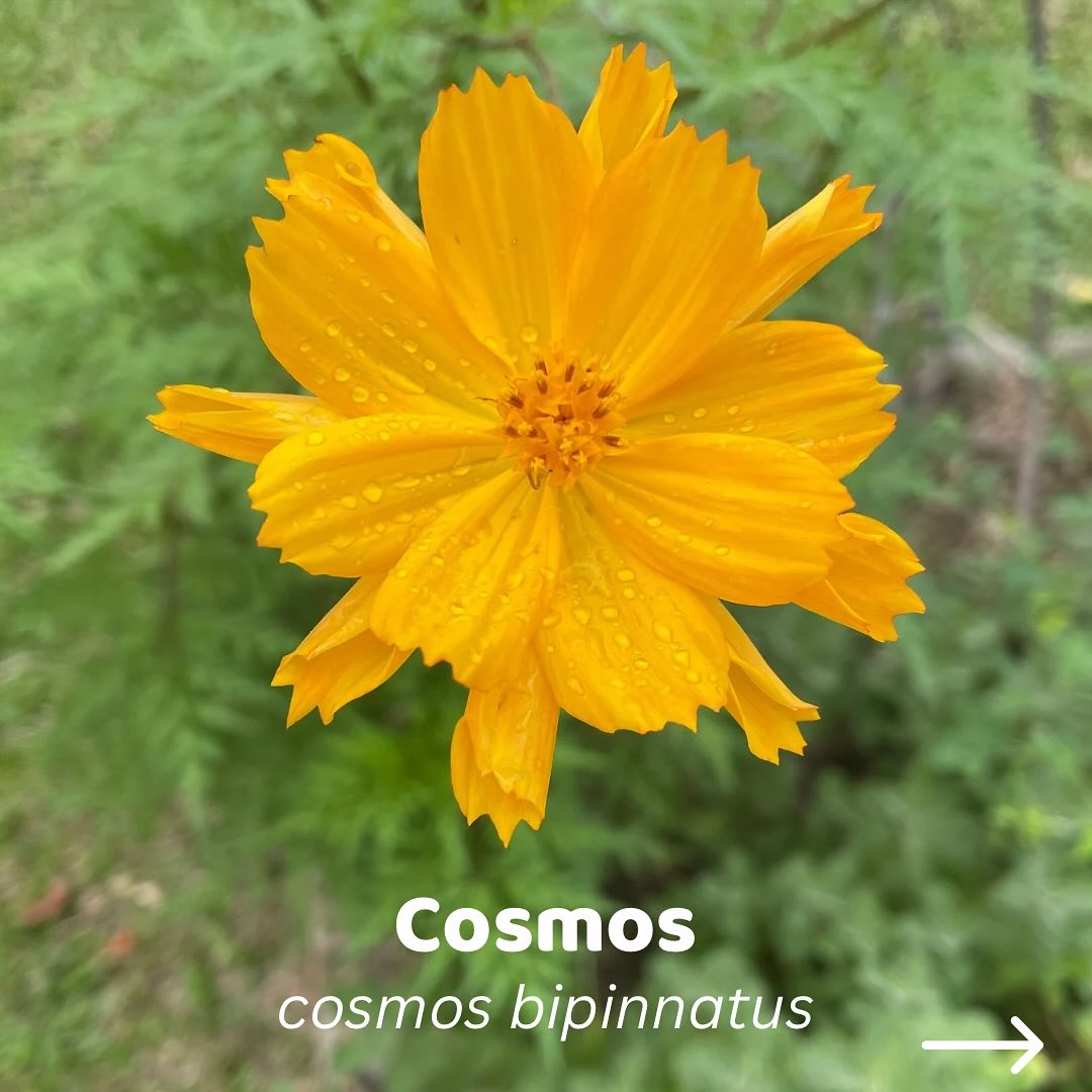 A flor de Cosmos é muito presente no jardim do canteiro urbano, nasce expontâneamente aqui e ali, alegrando cantinhos do quintal… por estar sempre presente no jardim ela foi nos convidando a incluí-la em nossos experimentos com as flores comestíveis…
Hoje ela é usada em tudo; para finalizar saladas, colorir arroz, chás, drinks, decorar doces, e faz parte das flores das águas de beber que encantam com a vibração das flores…
Sua cor, sua leveza, e sua generosa florada nos dizem que ela é alegria presente espalhando graça e fluidez…
Quem não quer ser como a flor de Cosmos?
Bora ser amiga da Flor de cosmos e plantar ela bem pertinho de você 🔆