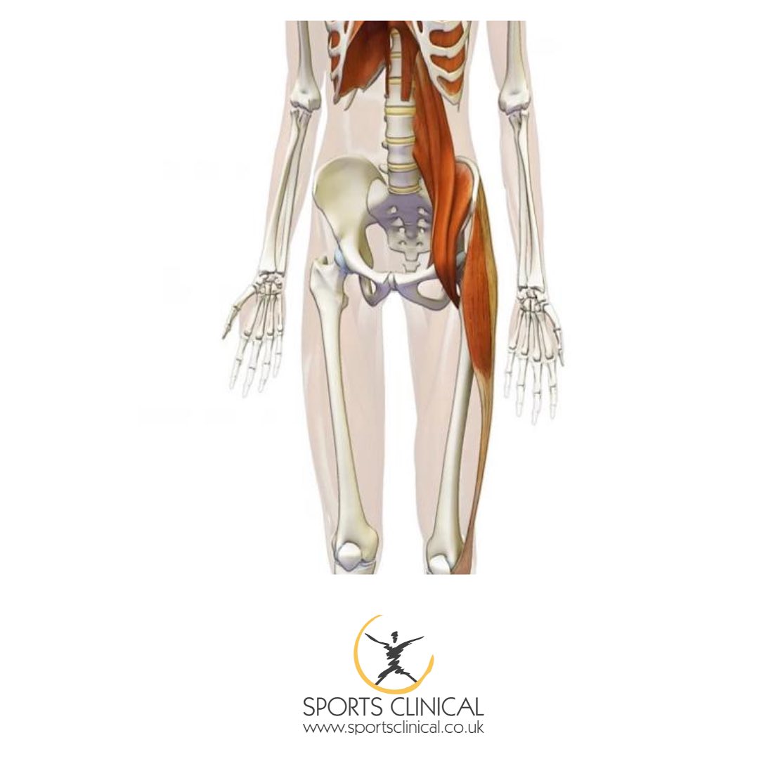 What the psoas!?
The psoas muscles are a major focus in our work at SPORTS CLINICAL due its vast relationships with other parts of the body.
Apart from causing hip flexor issues due to it originating inside the body from the lower back, crossing through the hip and attaching to the inner part of the femur (thigh bone), it is involved in lumbar or lower back pain too, because it attaches to the lumbar intervertebral discs.
It is involved in jaw pain, groin pain, and knee pain as it has a fascial or connective tissue relationship between these areas.
As it also blends with the fibres of the diaphragm, it can contribute to breathing dysfunctions.
The psoas interacts with the lumbar plexus, so it can impinge the nerves to the groin and genital areas causing significant pain.
This is a muscle that is often missed, overlooked and never treated.