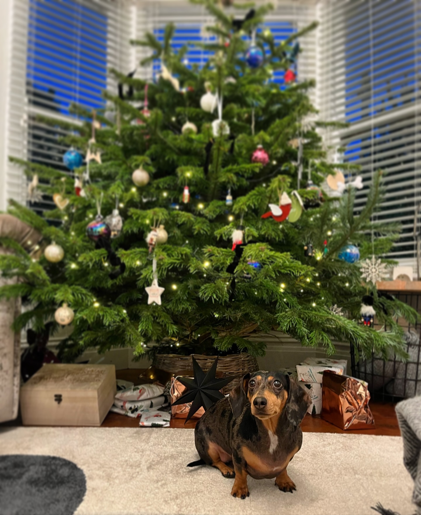 Harper heard that good things come in small packages, therefore she must be on the nice list, right? 🎁🎅🏼😆
Lovely little Harper having a photo break after working hard on her IVDD strengthening rehab 💪🏼.
#vetphysio #npvetphysio #christmas #dogsofinstagram