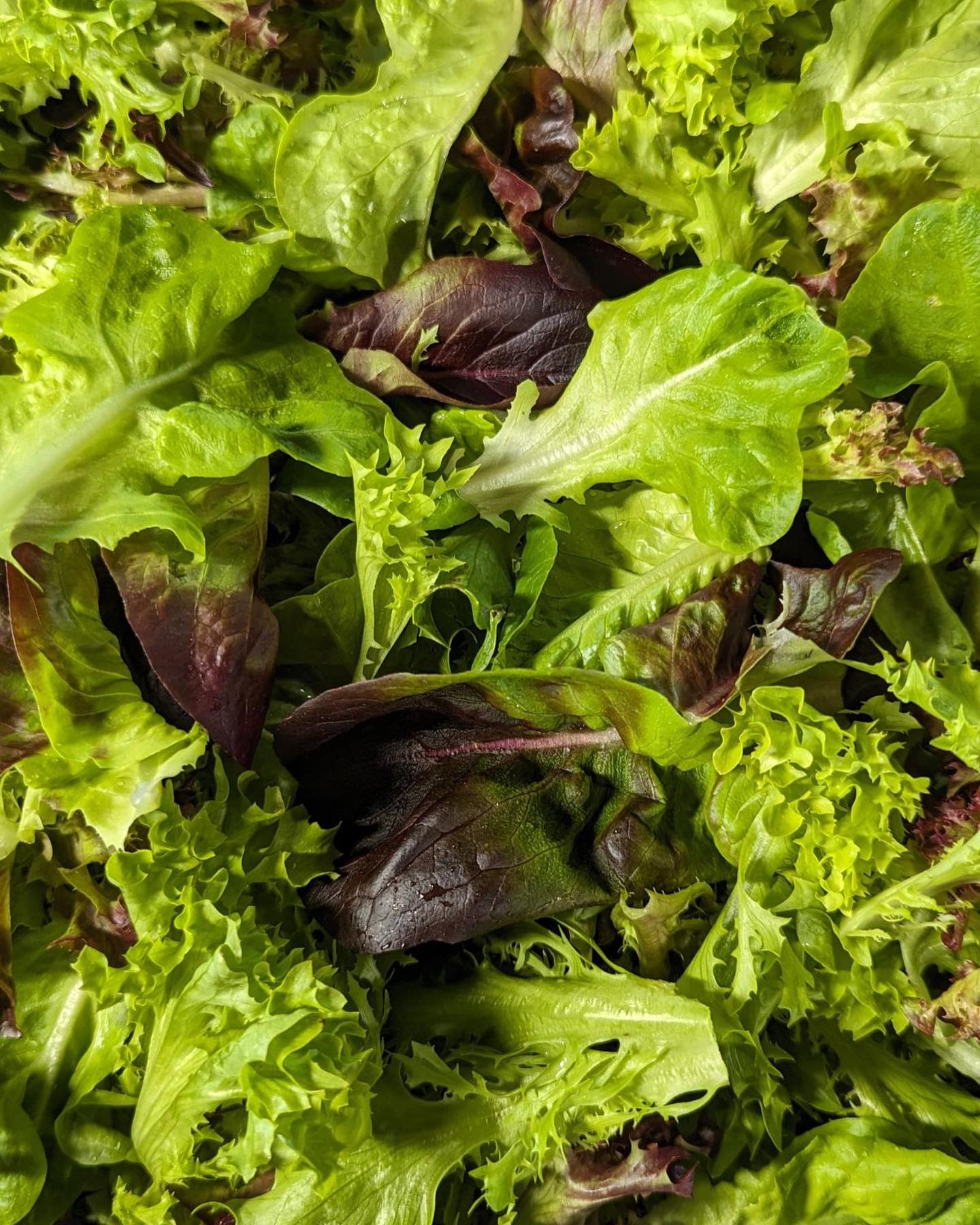 Our salad mix harvested fresh today. You can find it at any of the following:
🌱 Our farm stand (Wednesdays)
🌱Guelph and Elora Farmers’ Markets (Saturdays)
🌱 Our online farm store
#tastereal #guelphfarmersmarket #elorafarmersmarket