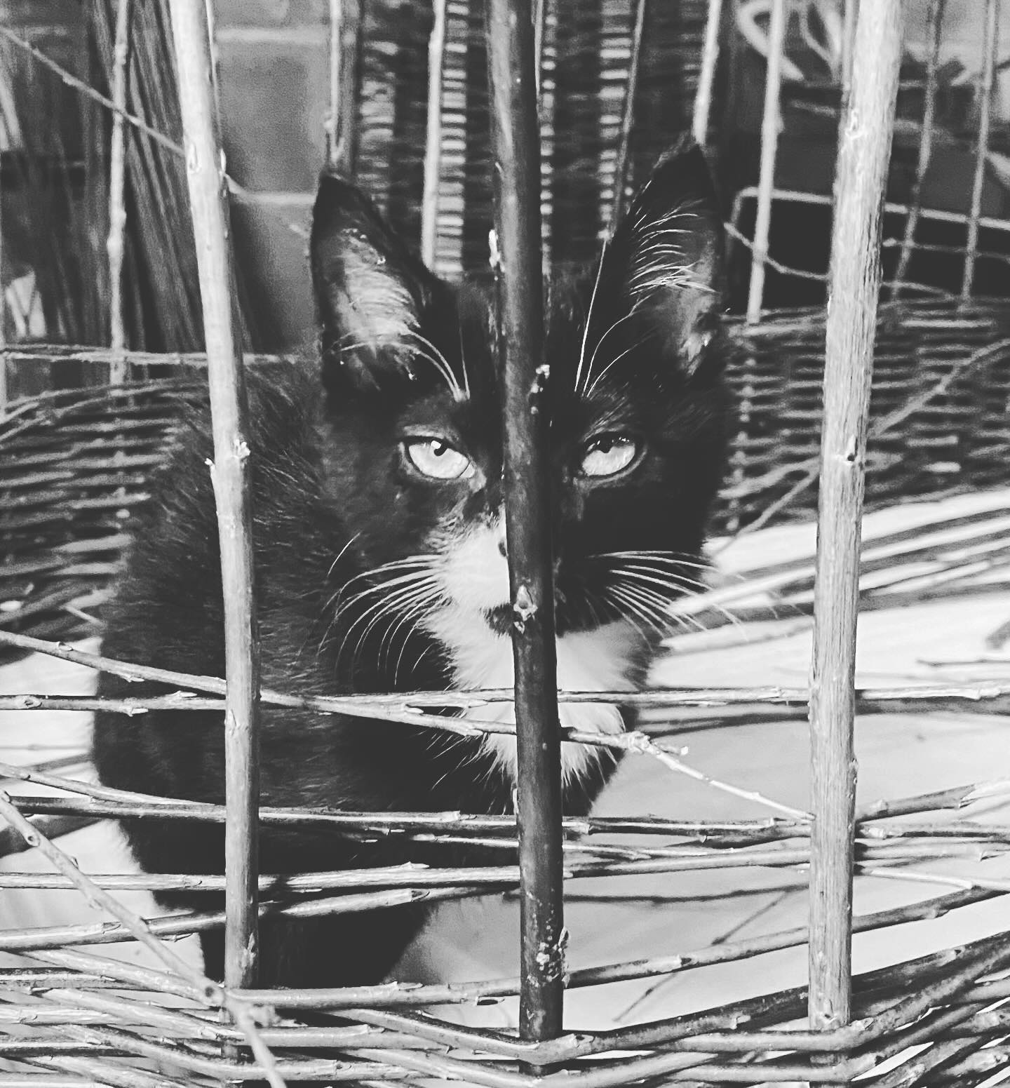 Meet Badger. Our status as foster family lasted about a day. Maybe less.
#hefollowedmehome #canwekeephim #fosterkittenlove #mykittennow