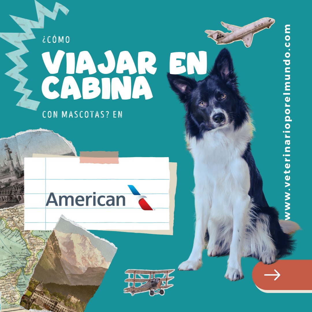 ¿Planeando viajar con tu mejor amigo en cabina? 🐾✈️
👉Deslizá para conocer todos los requisitos de @americanair y asegurate de vivir una experiencia cómoda y placentera para ambos.
#veteporelmundo #veterinario #veterinarioonline #viajarconperro #americanairlines #perroencabina #viajarcongatos #viajarconmascotas #perrofeliz #petfriendly