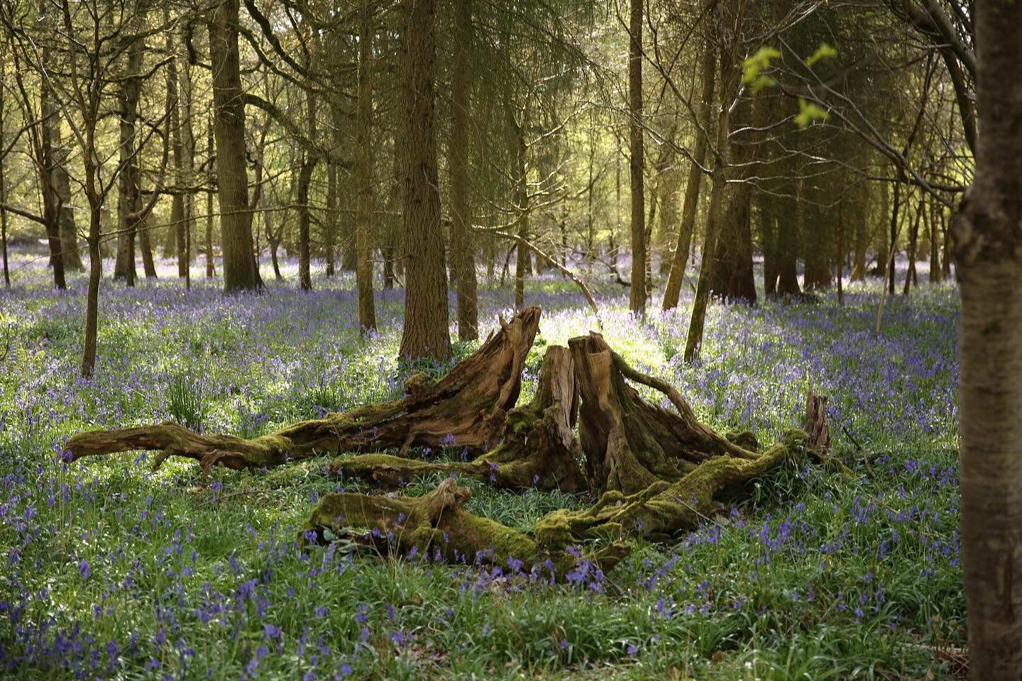 Look at the light coming through on these ancient woodlands. Had such a great weekend shooting my bluebell sessions. Can’t wait to start editing 🥰
.
.
.
.
.
.
#sjrichardsonphotography #bluebellminisession #oxfordphotographer #familyphotographer #henleyphotographer #bluebellphotosession