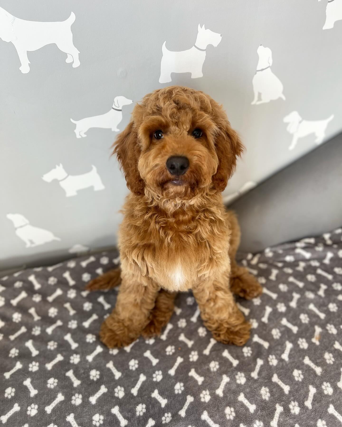 First puppy groom for Harley today😍💚🐾