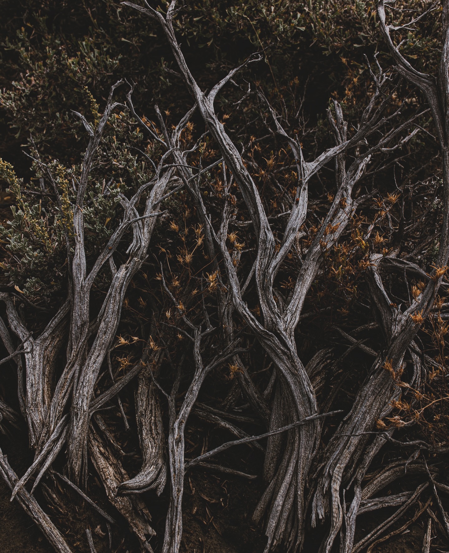 ‘The land knows you, even when you are lost’
Dakota Proverb