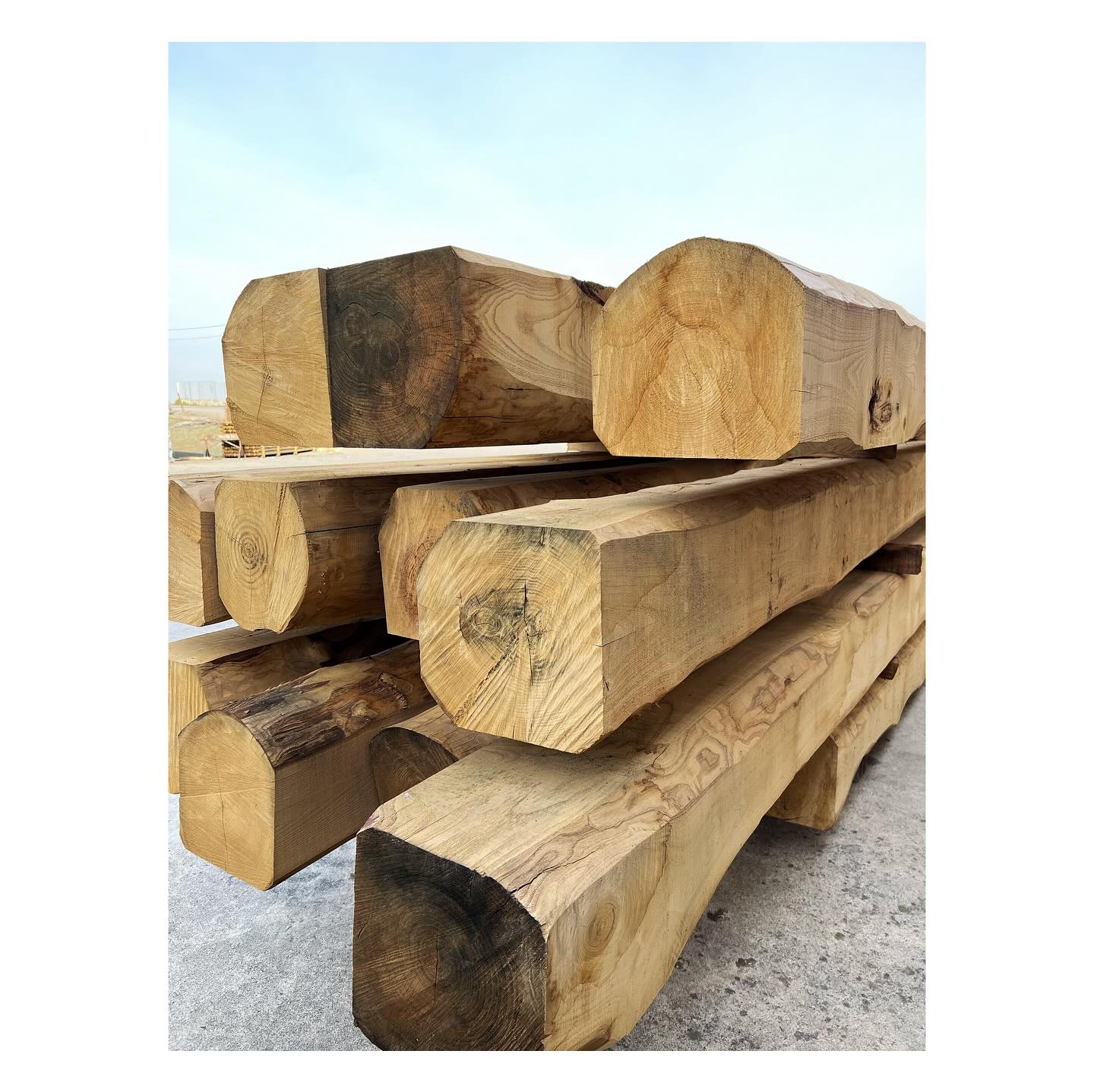 <Travi di castagno>
•
Queste belle travi di castagno finiranno dritte dritte nel tetto dell’ex municipio di San Lazzaro a Parma che è attualmente oggetto di un importante intervento di riqualificazione!
•
•
•
Nell’ultima foto del carosello, puoi vederle in opera in una porzione di solaio già consolidata.