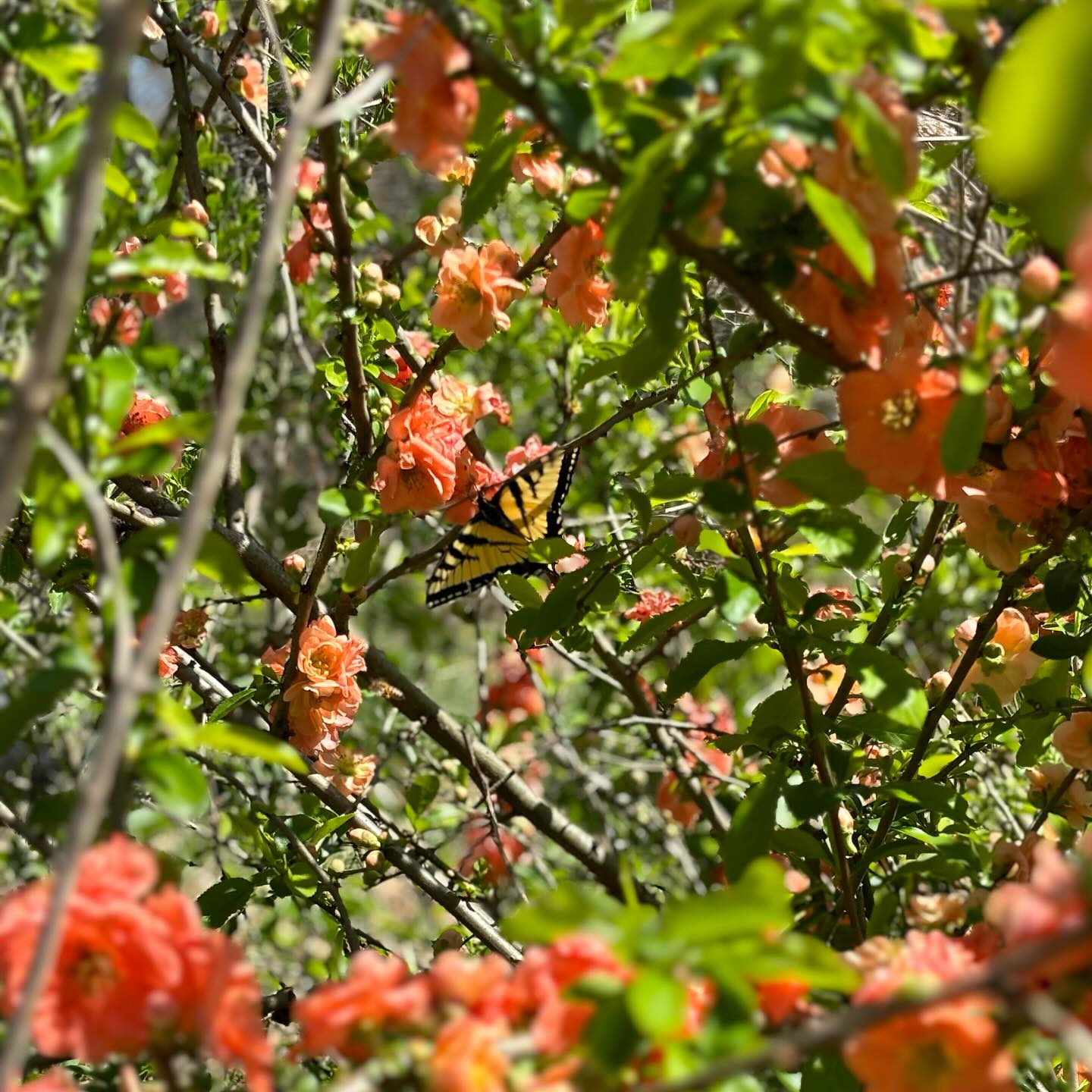 Butterflies and bees in the flowering quince🌺
#pollinators🐝 #flowerfarm #wncmountains #spring #floweringquince #womenwhofarm #sustainableagriculture #appalachiangrown #butterfly #bee #garden