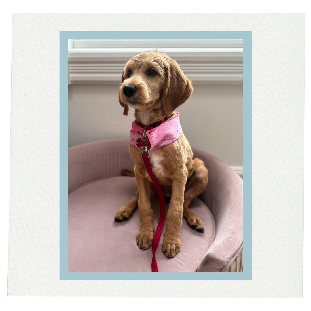 Baby Rhuby enjoyed her first spa day! #thelittledogspa #dogsofinstagram