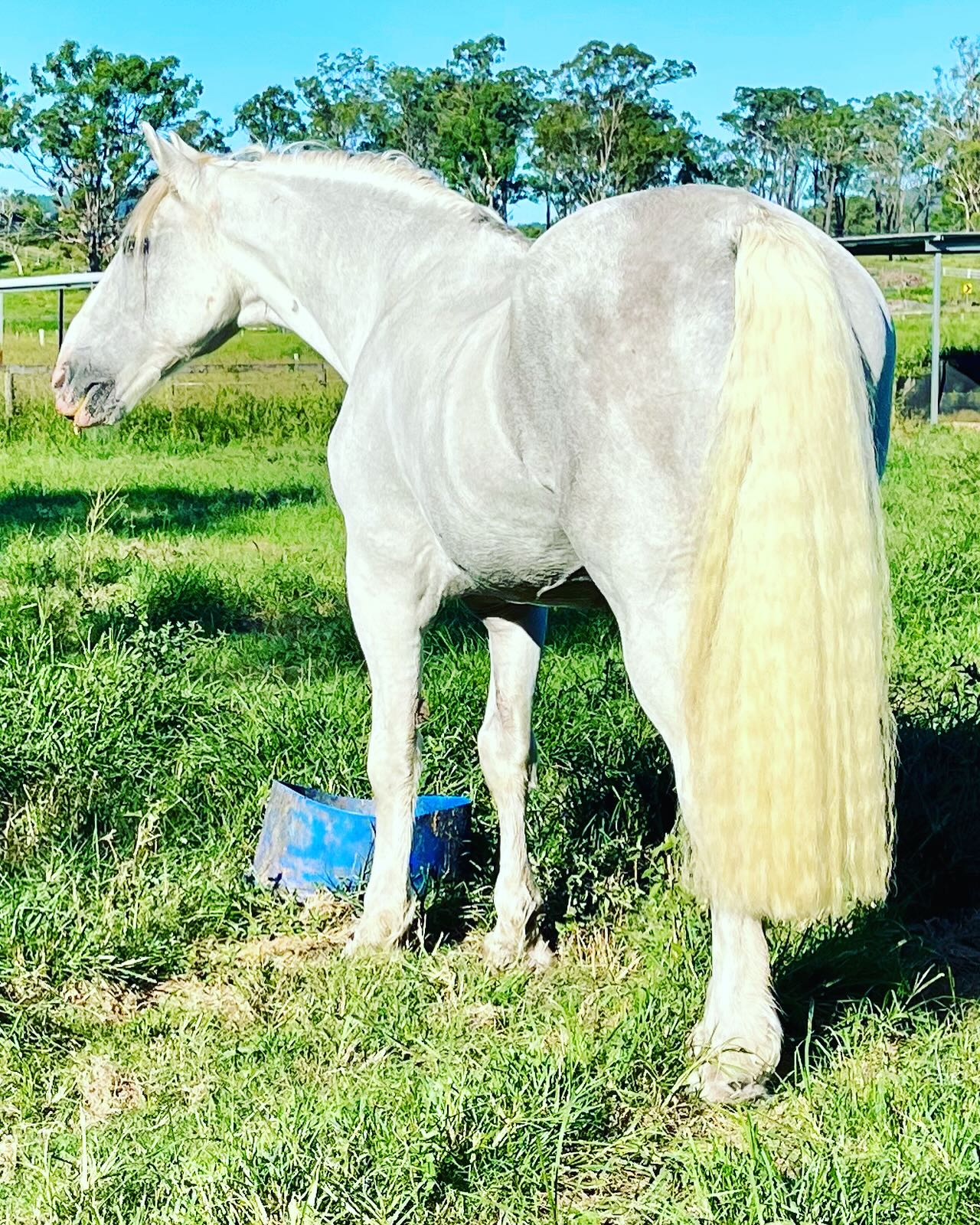 Conqueror King. 29 years old. Still the King☘️