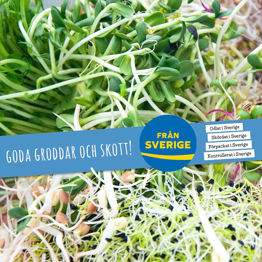 Just nu pågår ”Från Sverige”-veckorna för fullt! 🇸🇪
Tillsammans lyfter vi våra svenska råvaror, livsmedel och växter! Med ”Från Sverige” märket är det enkelt att hitta och välja svenskproducerat! 😊
@fransverige.se -märkningen garanterar att råvarorna är producerade i Sverige och att produkten är förädlad här. Genom att stödja svenska producenter främjar du hållbarhet, kvalitet och lokal matproduktion.
Ät gott och stöd svenskt jordbruk! 😊
#groddar #skott #svenskodlat #frånsverige #närodlat #nyttogrönt