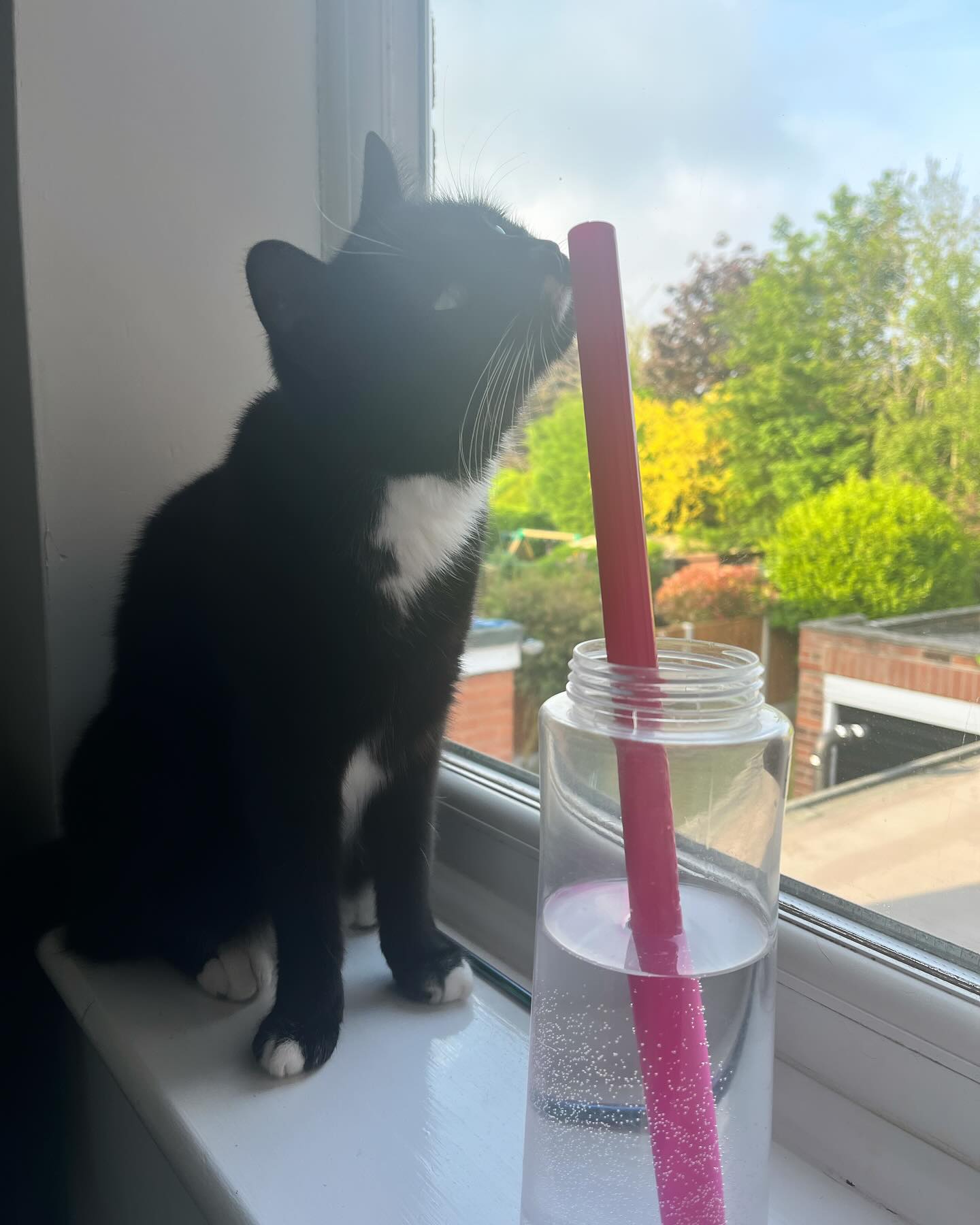 Morning vocal workout! Even my cat loves the vocal tube! Happy Monday everyone! #mondayworkout #vocaltubes #voice #voicewarmup