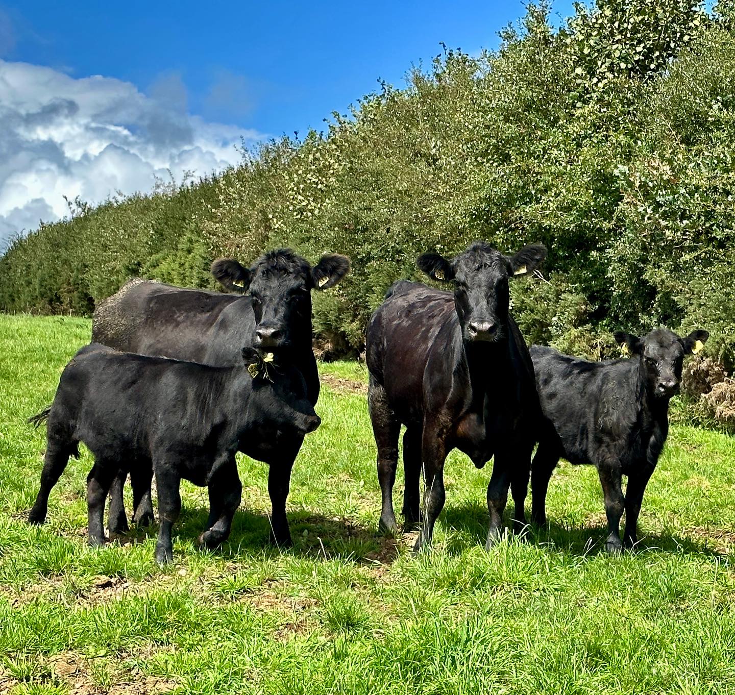 Two of our Spring 1st calvers, one dam had just turned two before she calved and the other just after. #24monthcalving
Just another factor of the breeding efficiency we are working to build into the herd.
The best performing heifers are matched to our bulls with easy calving EBVs, and they produce a calf who will hopefully inherit the same standard of fertility and growth.
Here you have dams both by Warson bulls and their calves by ‘Rawburn Bannockburn T628’ and our own ‘Warson Palmer Quaker W427’
#blackangus #aberdeenangus #angus #angusbreeder #westcountryfarming #pedigreeangus #pedigreeaberdeenangus #happycows #farmlife #anguscattle #anguscows #pasturefed