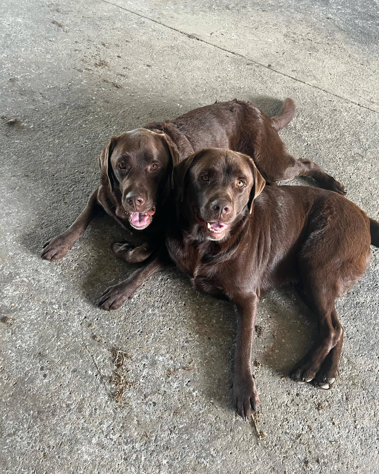 Happy birthday to these two hooligans. 5 years of joy with Boomer and Bear🎉