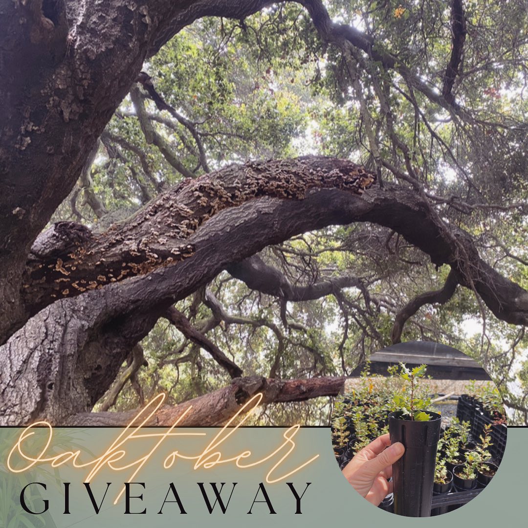 ๐ณ๐ณOaktober Giveaway!!!๐ณ๐ณ
Itโs that wonderful time of year again- Oaktober!!! ๐๐๐ณ We want to kick off this wonderful month with an oak giveaway!
None other have quite shaped these lands so much as our dear Oak. Some of the oldest beings here in Southern California are our Great Grandmother and Great Grandfather Oaks. They hold many memories of the changing times and their lessons are more important than ever- how to adapt, how to be gentle and giving yet expect nothing in return, how to be resilient..
We want to honor them and gift 4 winners (2 from Instagram & 2 from Facebook) a D40 Oakling of their choice- Quercus agrifolia (Coast Live Oak), Quercus engelmannii (Engelmann Oak), Quercus dumosa (Nuttallโs Scrub Oak) & Quercus berberidifolia (Scrub Oak).
How to enter:
- Follow @moosacreek on Instagram &/or Facebook
- Like this post
- Tag 3 friends &/or share your fondest Oak tree memory ๐๐ฑ๐ณ
**Winners will be chosen at random on Thursday, 10/5 @ 12pm. We will deliver the oaks to the nearest Moosa Creek Southern California retail partner next week! ๐
โSociety grows great when old men plant trees whose shade they know they shall never sit in.โ -Anonymous
#bethechangeplantthefuture #oaktree #giveaway #plantnatives #southerncalifornia #treesforthefuture
#moosacreeknatives