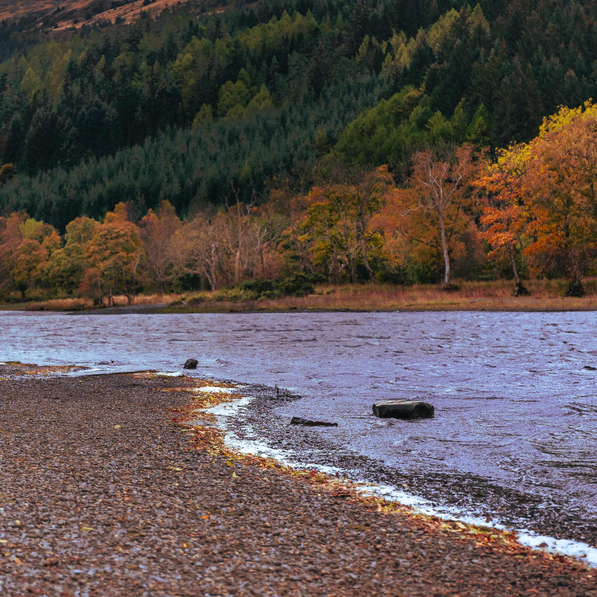 What a time to exist in a landscape. Number of man-made elements? Zero.
#garbhuisge #scottishviews #lochkatrine #scotlandlandscapes #wanderthescottishhighlands #naturalbeauty #explorescotland #scotlandphotography #autumnviews #scottishwilderness #hiddenscotland #landscapeinspiration #scenicroutes #naturemoments #autumnlight #visitscotland #wildernessculture #riverlandscapes #scotlandadventures #landscapelovers #scotlandscenery #lovehighlands #untamedscotland #goldenhourviews #scenicbeauty
