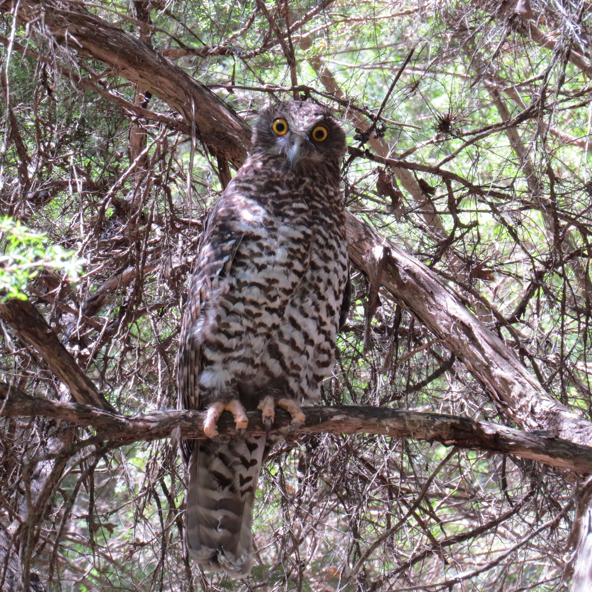 A Powerful Owl, Australia's largest owl, roosting in one of our gullies. Truly magnificent!
Pic: nk
#australianbirds #privatelandconservation #powerfulowls #protectinghabitat #conservation #protectnature