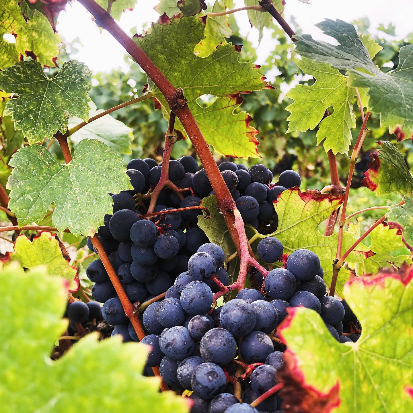 Nous avons commencé les vendanges pour le rosé sur nos parcelles de Merlot !
En période de vendanges nous faisons appel à Estelle et Alain, deux oenologues qui nous conseillent sur le moment idéal pour récolter les raisins. Nous vendangeons à maturité optimale pour vous offrir la meilleure qualité de vin possible !
Nous sommes dans les vignes à 5h du matin? Vrai ! Nous vendangeons très tôt le matin afin de garder la fraicheur et les arômes du fruit.
#vendanges2024 #Vignoble #instapulpe #ROSÉ #redwine #girondetourisme #bienvenuechezlesbordeaux #bordeauxsuperieur