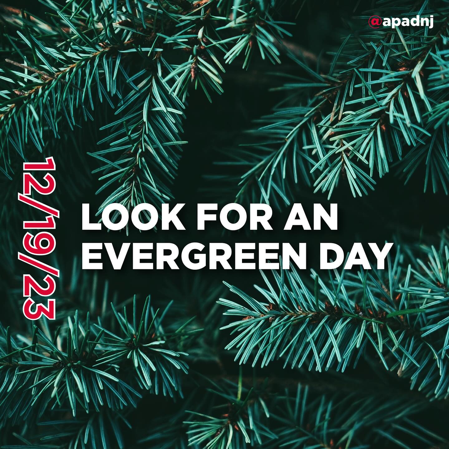 Look for an Evergreen Day can be about one of two things. On one hand, it can be a day for going out into nature and finding evergreen trees to admire. It raises awareness about their beauty and is for learning about different types, like spruces, firs, and pines. On the other hand, it can be a day to look for and cut down evergreens to be used as Christmas trees. Many people have already cut theirs down, but for those who haven’t who still plan to, they have just six days left until Christmas.
The roots of the Christmas tree tradition go back to ancient pagan holidays. Pagans decorated their homes with evergreen branches during the Winter Solstice, to remind them that spring wasn’t too far away. Some pagans worshipped trees as well. In ancient Rome, temples were decorated with evergreens during Saturnalia, a December holiday. Eventually, Christians began associating Christ’s birth with the winter holidays and adopted the evergreen tree, which they saw as a symbol of eternal life.
The most common trees used for Christmas trees are blue spruce, Douglas fir, balsam fir, Scots pine, white pine, noble fir, and Fraser fir. Somewhere around 30 million real trees are cut down each year in the United States to be used as Christmas trees. Most of them are grown on tree farms, where about 350 million trees are currently growing. In addition to real trees, around 10 million artificial trees are sold each year in the United States. The first artificial Christmas trees were made in the 1880s in Germany, and started being manufactured as part of an effort to fight deforestation. Early artificial trees were made of goose feathers that were dyed green and then attached to wire branches, which were then attached to trunks made of dowel rods. In the 1930s, artificial trees in the United States started being made with brush bristles, and by the 1950s and 1960s, many were being made of aluminum or PVC plastic. Artificial trees have become more popular in recent years and are now mainly made of PVC plastic.
#lookforanevergreenday