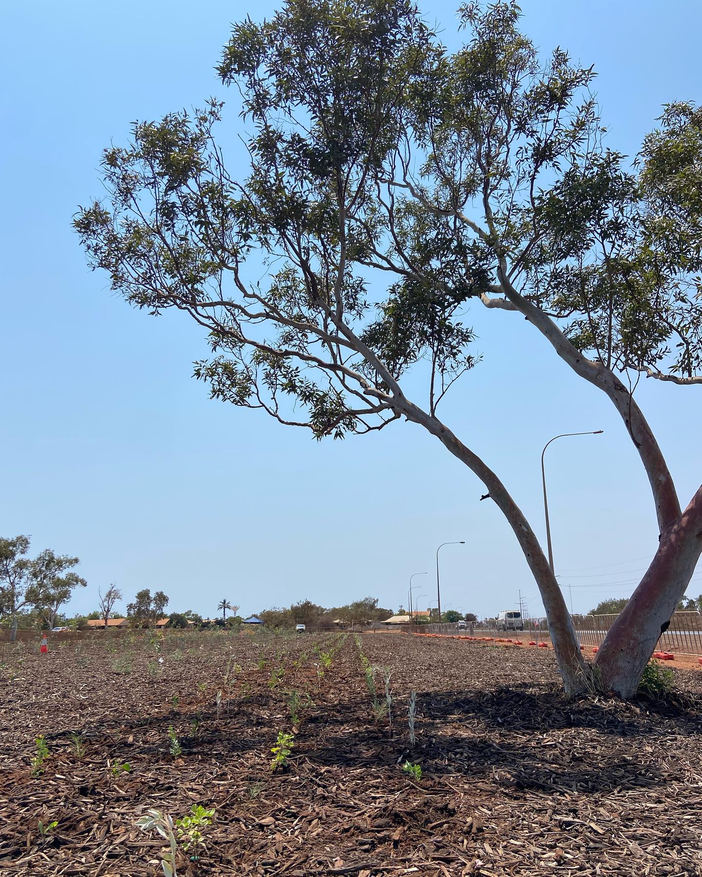 Where in the world are we planting today?? 👀
First person to guess correctly will get a special shout-out on our story on Monday, with a plant planted in their name! 😊🌱
#guessinggame #treeplanting #replantingourfuture
