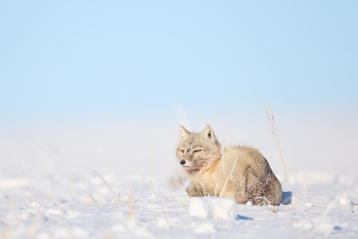 Wonderful distraction whilst looking for the Pallas Cat to come across a Corsak Fox. #fox #mongolia #winter #snow #ice #photooftheday #photography #photographer #naturephotography #wildlife #wildlifephotography #canon #natgeotravel #natgeo #nationalgeographic