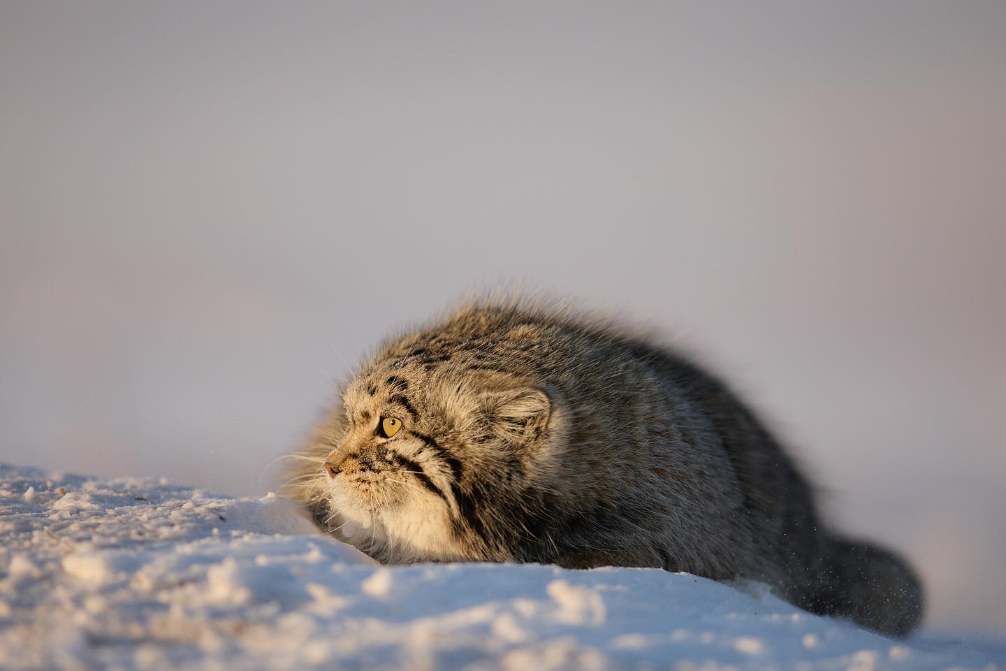 Taking advantage of the setting sun in -35c temps #mongolia🇲🇳 #cat #wildlifeplanetmagazine #wildlifeplanetphotomag #wildlife #winter #catoftheday #catofinstagram #photo #photographer #photooftheday #photography #photographer #ice #snow #sun #sunset #natgeo #natgeotravel #canonphotography #instagood #instagramcats #pallas