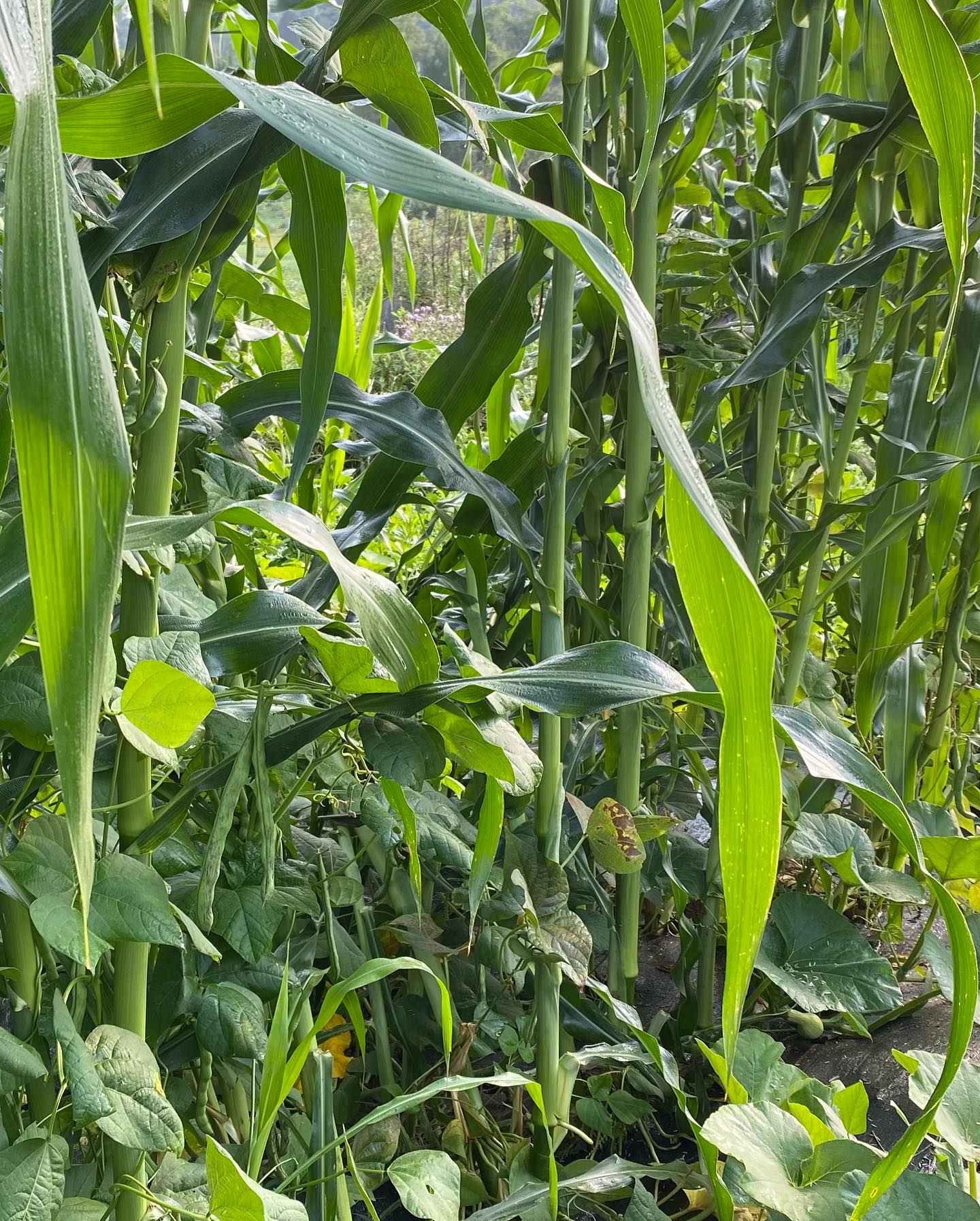 Three Sisters Strong
Sunflower Power
More flowers!