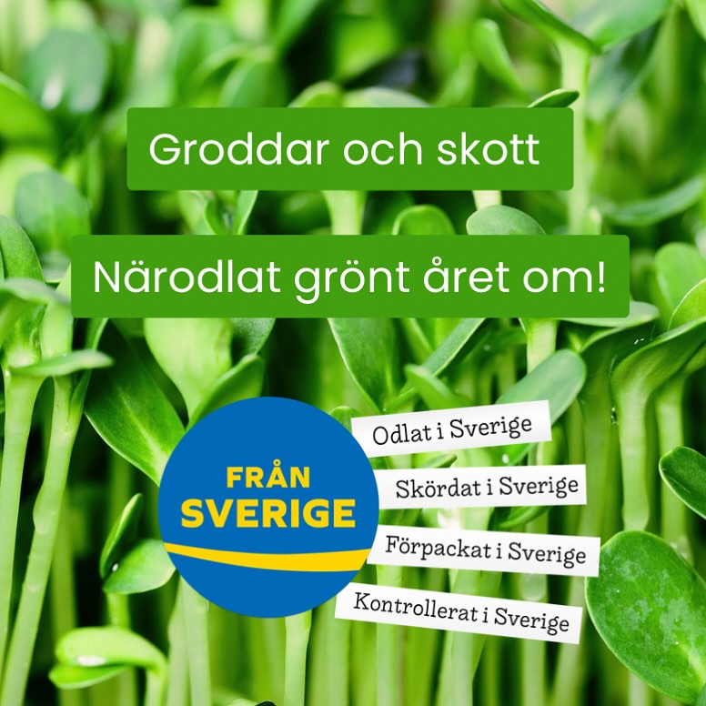 Vi på Nyttogrönt odlar våra groddar och skott inomhus - året runt! 🌱 Våra produkter är några av de få grönsaker som alltid finns i säsong 🫶🏼