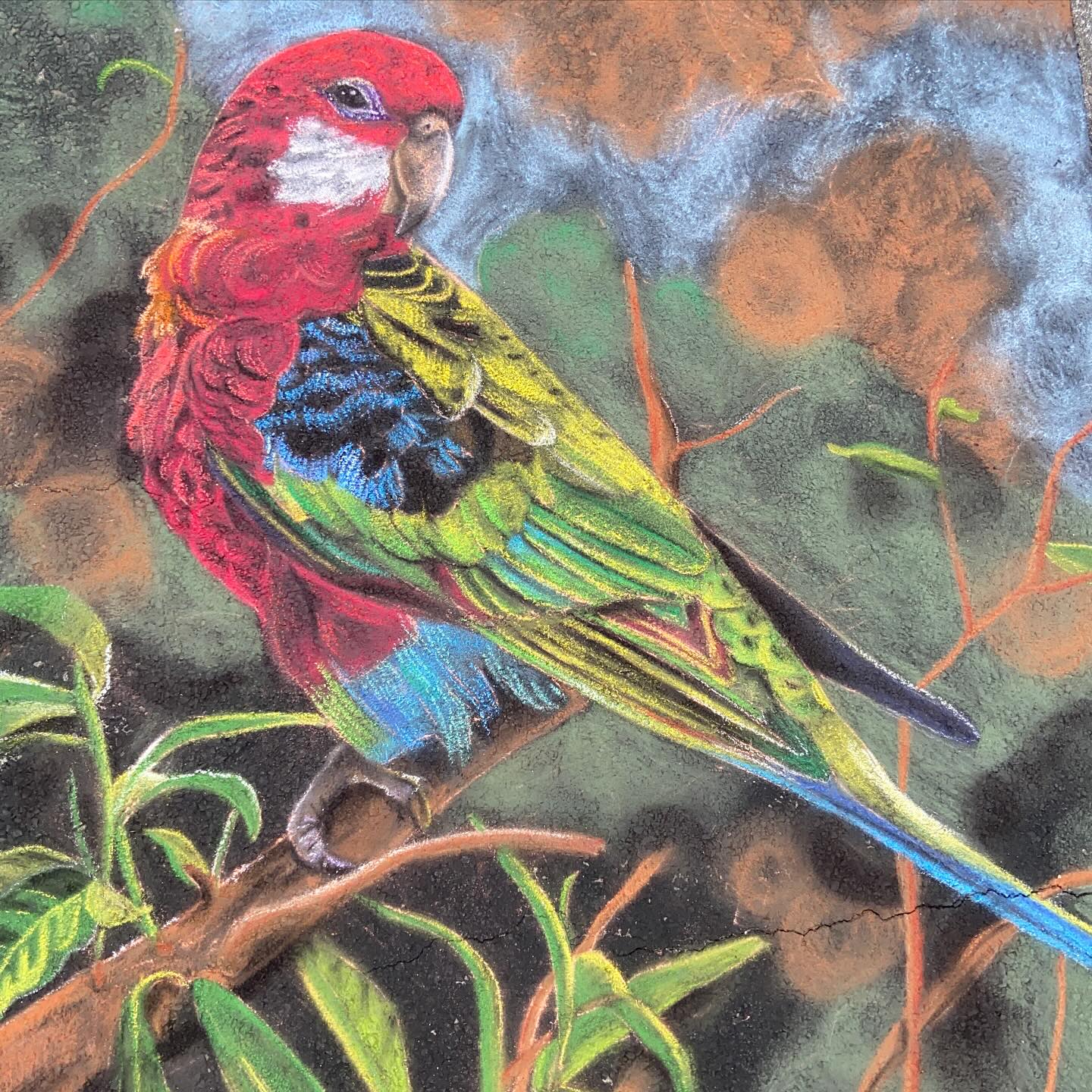 People often ask if I get to choose what I draw. It depends on the event- Some people have a theme or an idea they want me to run with and others let me draw whatever I want. I love drawing animals, birds especially because I used to have dozens of birds as a teenager- over 70 parakeets at one point! My grandfather would take me to bird shows outside of Atlanta and he bought an Eastern Rosella there once. He taught it to sing Love Me Tender and it would squawk all of the time and beg for cheerios. I chose to draw a Rosella at the @cityofyucaipa Arts and Music Festival in memory of my grandpa. I think that when I choose to draw something I’m passionate about, it’s much more enjoyable and it turns out better than it would otherwise. So this one’s for you, grandpa! Thanks for encouraging me to be creative. I still think of you every day (photo hanging in my studio).
#rosella #birdlove #chalkart #2dchalkart #easternrosella #birdart #sandiegochalkartist #yucaipaca #chalkartist