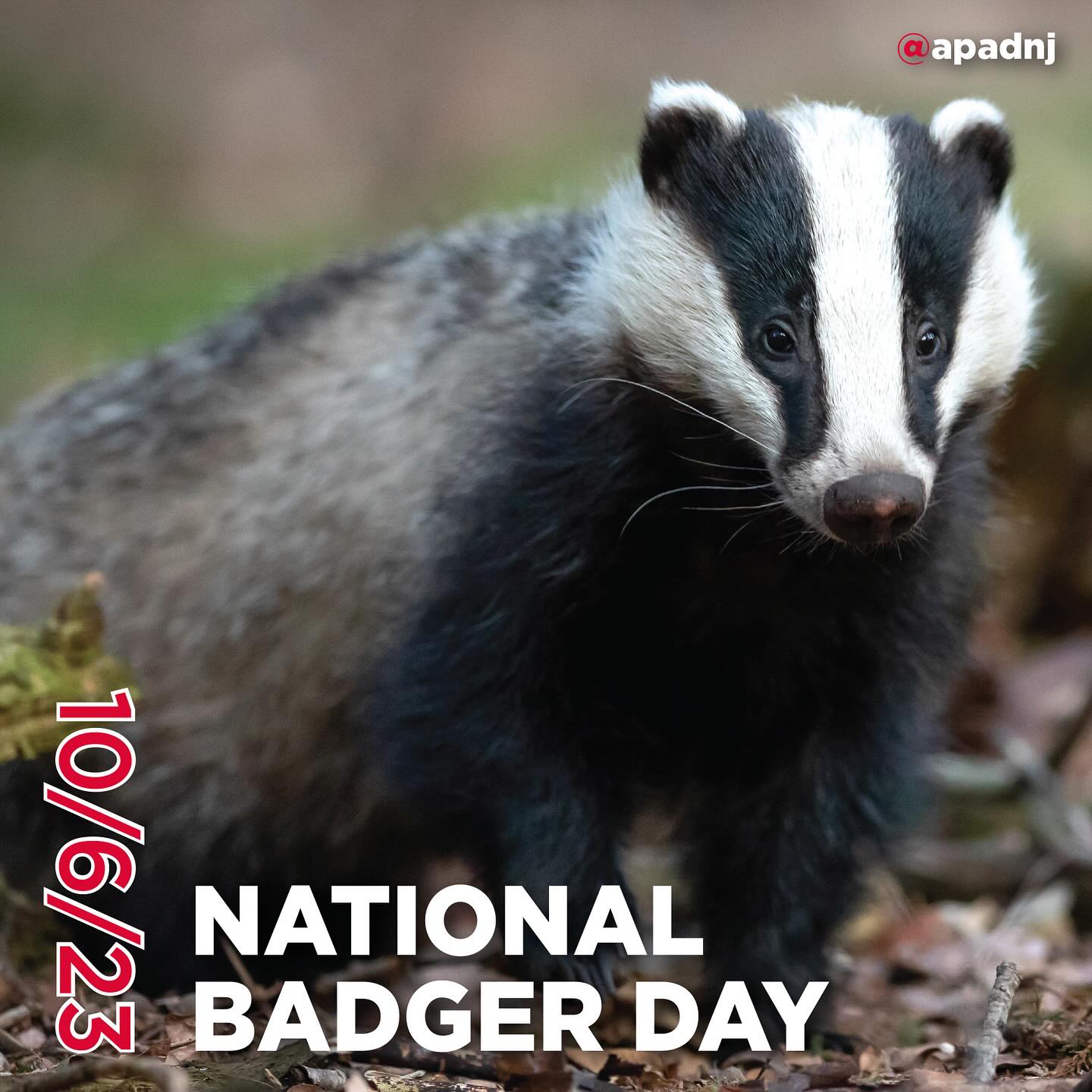 National Badger Day is a special occasion that shines a spotlight on one of nature’s most iconic creatures, the badger. This day celebrates the beauty, significance, and the need for conservation efforts to protect these elusive mammals and their crucial role in our ecosystem. Badgers are known for their distinctive black and white markings and are an integral part of our natural heritage.
Fun badger facts:
- These furry mammals are beloved around the world, from the “Badger State” of Wisconsin to the U.K., where it’s illegal to harm or kill them.
- Just like humans, badgers live in homes with their families and love spending time with relatives.
- Badgers’ keen sense of smell is about 800 times sharper than our own.
- Perhaps because of their powerful noses, badgers keep their homes in tip-top shape by creating a latrine pit as a bathroom. They won’t defecate in their homes, instead making a pit out of dried grass and leaves just outside their burrow.
- Some badger homes are over 100 years old and are passed down to future generations. These underground burrows, known as “setts,” have up to 40 entrances and many meters of tunnels.
- Badgers comfort their young during thunderstorms. In one sett, after a huge clap of thunder, a 6-month-old cub was observed putting his paws over his ears. In a sweet gesture, other badgers sat around the cub to comfort him.
- The name 'badger' comes from the French word 'bêcheur' which means ‘digger'.
- A group of badgers is called a cete.
#nationalbadgerday