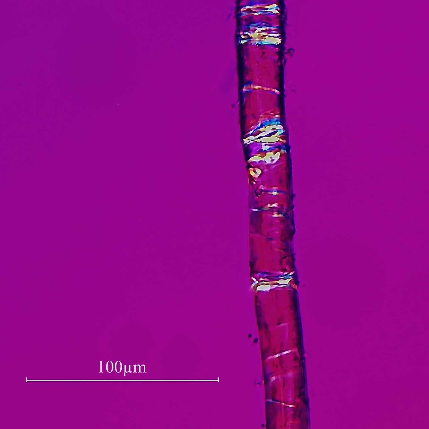 An often overlooked detail in the documentation of textile supports is the characterization and documentation of the original textile characteristics. We have recently started to perform textile analysis of original textile supports to document their materiality. This includes analyzing the support on different levels, starting from structural characteristics such as weave pattern or the number of threads per square centimeter (thread-count analysis).
The next step is to delve deeper with fiber analysis under the fluo/pol microscope. With this method, one examines fiber samples from warp and weft under different types of radiation, such as polarized darkfield and lightfield illumination. Each plant fiber shows characteristic reflections under these illuminations. Fibers that look similar on a macroscopic level can be differentiated by this method.
Understanding and documenting all of these elements can help predict aging characteristics or responses to environmental impacts. Additionally, textile analysis can play an important role when attributing an artwork to a specific artist, studio, region, or time period. Conducting textile analysis systematically by collecting data from a large number of painting supports is helpful, not only for identifying artworks but also for gaining a better understanding of materials in general.