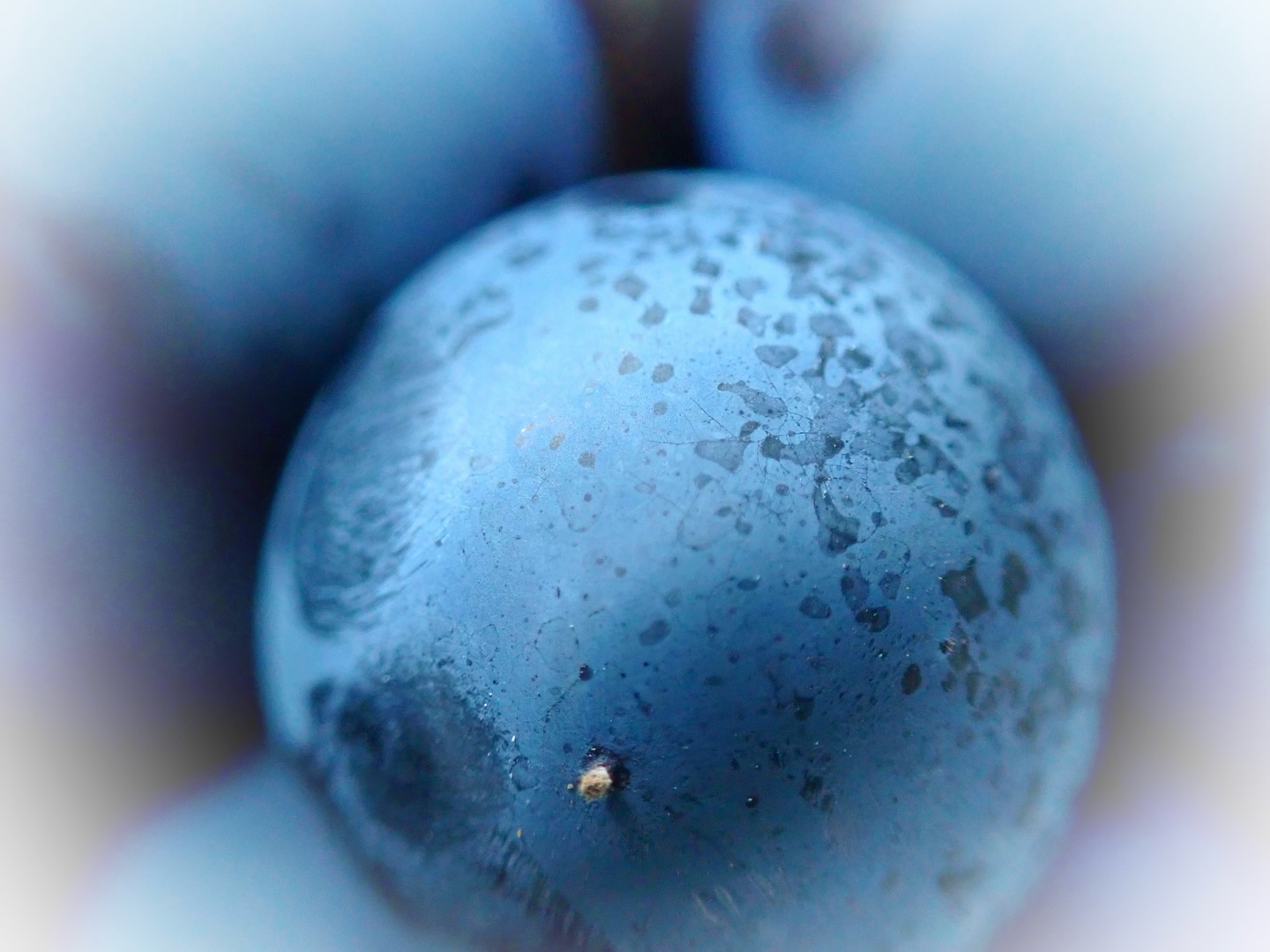 _Faire de son mieux.
ワインぶどうは生食ぶどうと違って、小さくて味と風味が凝縮した房を求められます。食べて美味しいと感じても、ワインにすればとても薄かったり、風味がなくなったりするのです。栽培の仕方も違いますし、樹の作り方も違います。だけど、品質の良いぶどうを作るために、できることは全てやった方がいいというのは、共通した土台です。
In wine grapes, unlike table grapes, the goal is small, tightly packed clusters, rich in flavor and essence. What may taste delicious to eat can turn thin and lose its character when made into wine. The cultivation differs, as does the shaping of the vine itself. Yet, at the heart of it all, the pursuit of excellence remains the same—we do everything possible to grow the finest grapes.
【莉蕾|ReLive vine】
岡山県高梁市でぶどう農家をしている @itsuki_ll が、ワインの風景を歩んでいく日々を記録。現在樹齢と研修一年目。蕾から美しい花が生まれるように、いつの日か、この日々が、ワインやその先の風景に繋がっていくようにという祈りを込めて「莉蕾(りらい)」と名付けた。
ReLive vine with @itsuki_ll documents the daily life of a grape farmer in Takahashi City, Okayama, Japan, as they walk alongside wine. Currently in the first year of both vine age and training, the hope is to one day create grapes and wines that evoke the memory of the landscape. With a prayer that this will eventually lead to an unrecognizable landscape, the endeavor was named "ReLive vine".
#ワイン #農家 #醸造 #ぶどう #農業 #自然 #秋田犬 #甲斐犬 #岡山 #日本の風景 #Wine #Winemaking #Grapes #Farming #Nature #Akita #KaiKen #JapaneseLandscape #Vin #Vinification #Raisin #Agriculture #ChienAkita #ChienKai