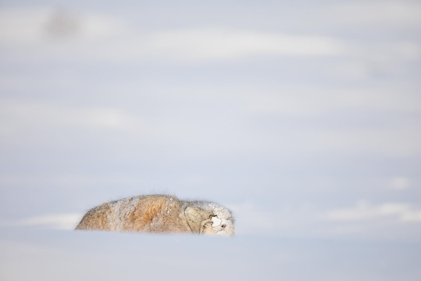 Hunkered down from the snow , wind and cold of Mongolia. Temperature generally-25c before winds chill factor. Tough little Pallas Cat #mongolia #mongoliatravel #cat #winter #snow #snowphotography #art #photography #wildlife #photooftheday #nature #natgeotravel #natgeo #canon #canonphotography #photographer