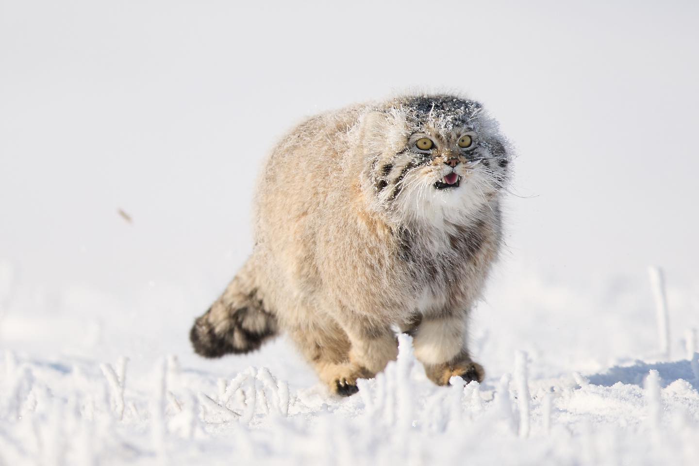 2 days flying / driving and 6000 miles to photograph this beautiful rare Pallas Cat. #mongolia #cat #photography #photographer #photo #photooftheday #wildlife #canon #winter #snow #ice #natgeotravel #natgeo #naturephotography