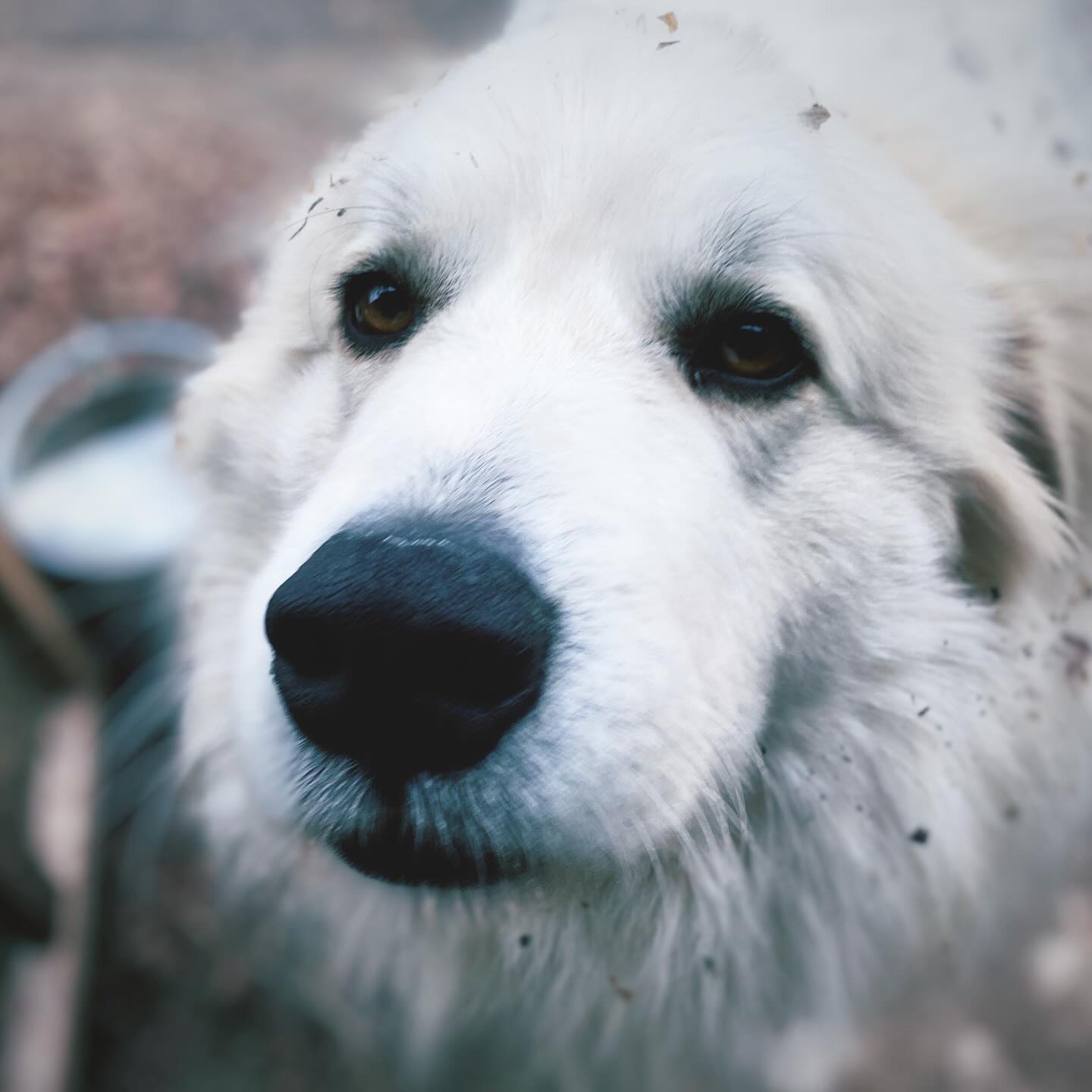 Hi! I’m Thorin and I’m beautiful♥️
#greatpyrenees #livestockguardiandog #rescuedog #thorinoakenshield #farmlife #farmdog