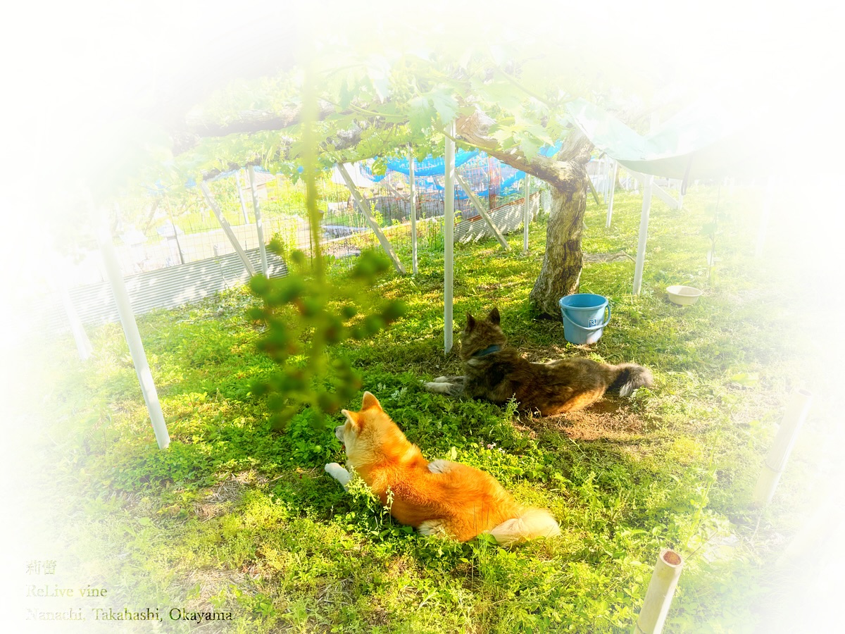 _Comme un conte pour enfants 1
初夏のぶどうと吉と紅ちゃん。
突然ご縁で犬3匹と過ごすことになったのだけれど、彼らがいてほんとによかった。ご縁をいただいた皆さんに感謝。大感謝。なかまたち。ししし、絵本みたい。その1
Early summer grapes with Kichi and Koh.
Suddenly, fate brought three dogs into my life. Their presence has been a true blessing. Deep gratitude to those who made this possible. My companions.
【莉蕾|ReLive vine】
岡山県高梁市でぶどう農家をしている @itsuki_ll が、ワインの風景を歩んでいく日々を記録。現在樹齢と研修一年目。蕾から美しい花が生まれるように、いつの日か、この日々が、ワインやその先の風景に繋がっていくようにという祈りを込めて「莉蕾(りらい)」と名付けた。
ReLive vine with @itsuki_ll documents the daily life of a grape farmer in Takahashi City, Okayama, Japan, as they walk alongside wine. Currently in the first year of both vine age and training, the hope is to one day create grapes and wines that evoke the memory of the landscape. With a prayer that this will eventually lead to an unrecognizable landscape, the endeavor was named "ReLive vine".
#ワイン #農家 #醸造 #ぶどう #農業 #自然 #秋田犬 #甲斐犬 #岡山 #日本の風景 #Wine #Winemaking #Grapes #Farming #Nature #Akita #KaiKen #WineProduction #JapaneseLandscape #Vin #Vinification #Raisin #Agriculture #ChienAkita #ChienKai #ProductionDeVin