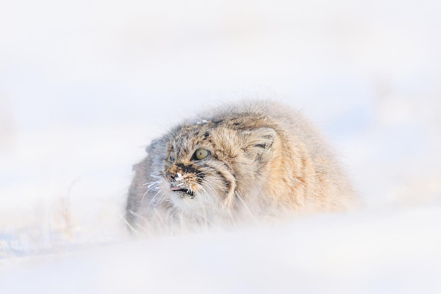 Stunning Pallas Cat in the stunningly remote East Mongolia #mongolia🇲🇳 #cat #art #photooftheday #wildlife #nature #photography #photographer #canon #natgeotravel #natgeo #wildlifeplanetmagazine #wildlifeofinstagram #winter #snow #ice