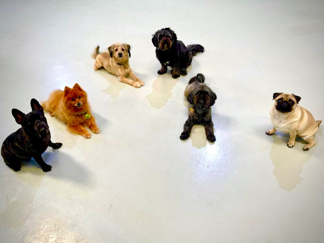 Morning meetings be like…🩵
.
.
#dubaidogs #dogsindubai #dubai #mydubai #dogs #nyc #hellofromspot #boarding #grooming #welovedogs #dogsofdubai #dubaidog #doggieboarding #doggiedaycare #doggieboarding #dogdaycare #dogdays #uaedogs #dxbdogs #everydayawesome #adoptdontshop #pethealth #petnutrition #happypup #dog