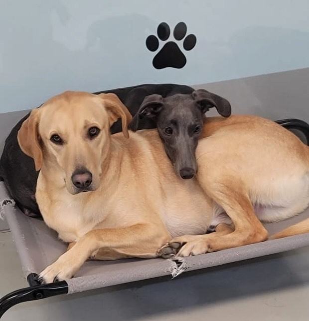 Sunday snuggles 🥰🫶🏻
.
#dubaidogs #dogsindubai #dubai #mydubai #dogs #nyc #hellofromspot #boarding #grooming #welovedogs #dogsofdubai #dubaidog #doggieboarding #doggiedaycare #doggieboarding #dogdaycare #dogdays #uaedogs #dxbdogs #everydayawesome #adoptdontshop #pethealth #petnutrition #happypup #dog